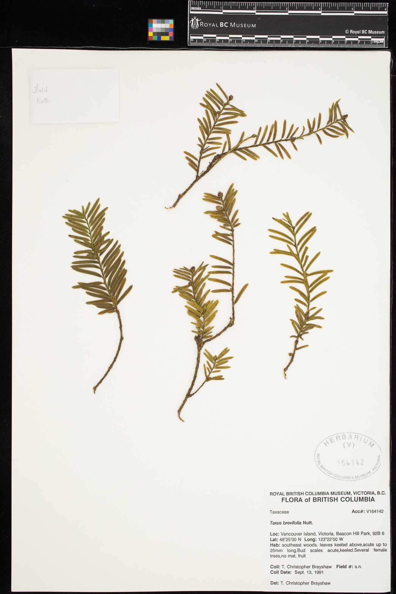 Image representing Taxus brevifolia.