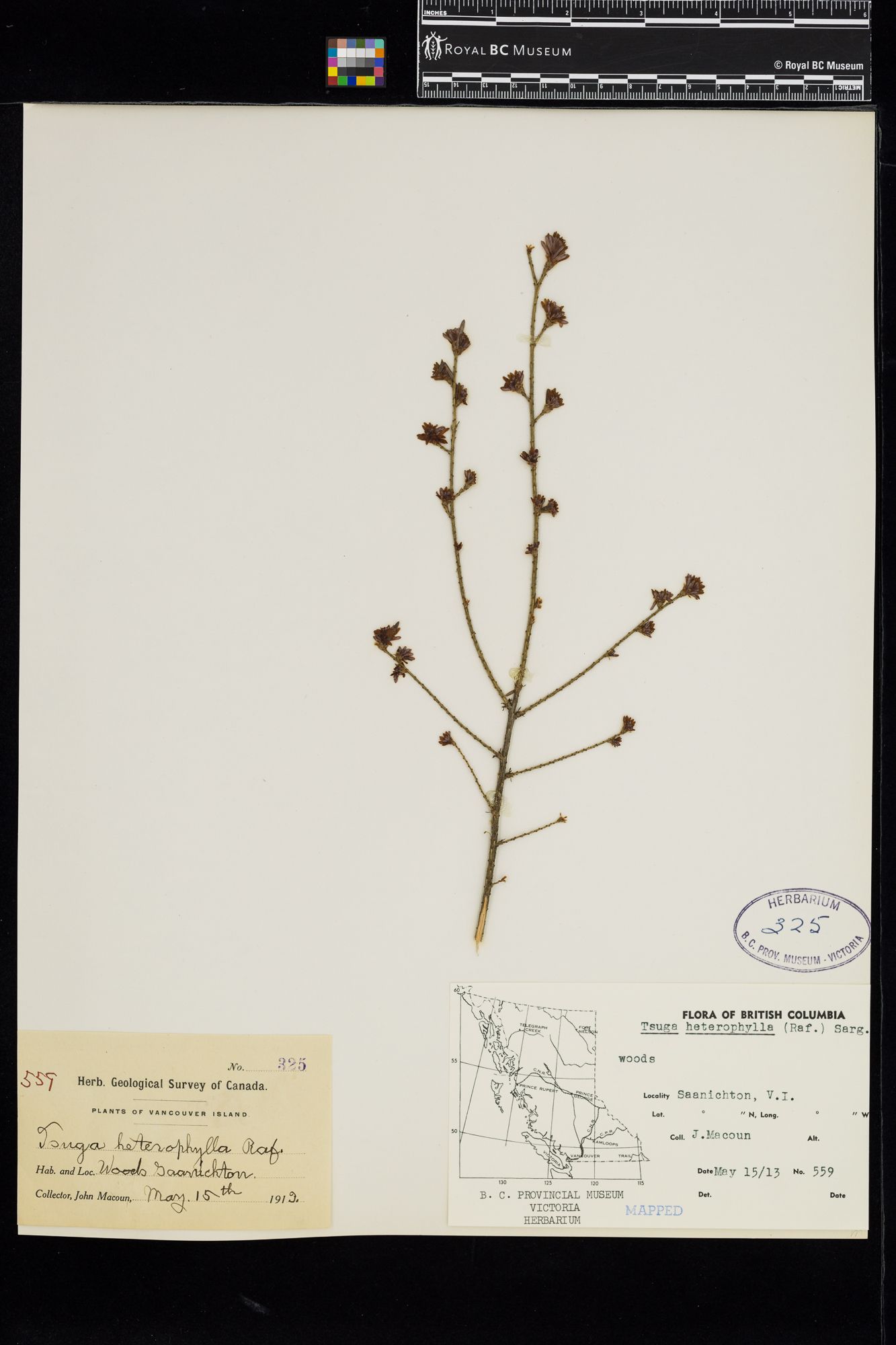Image representing Tsuga heterophylla.