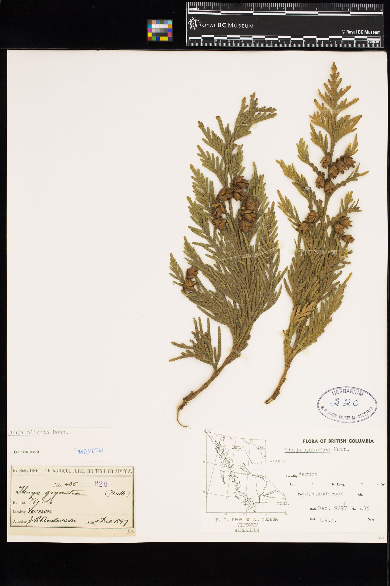 Image representing Thuja plicata.