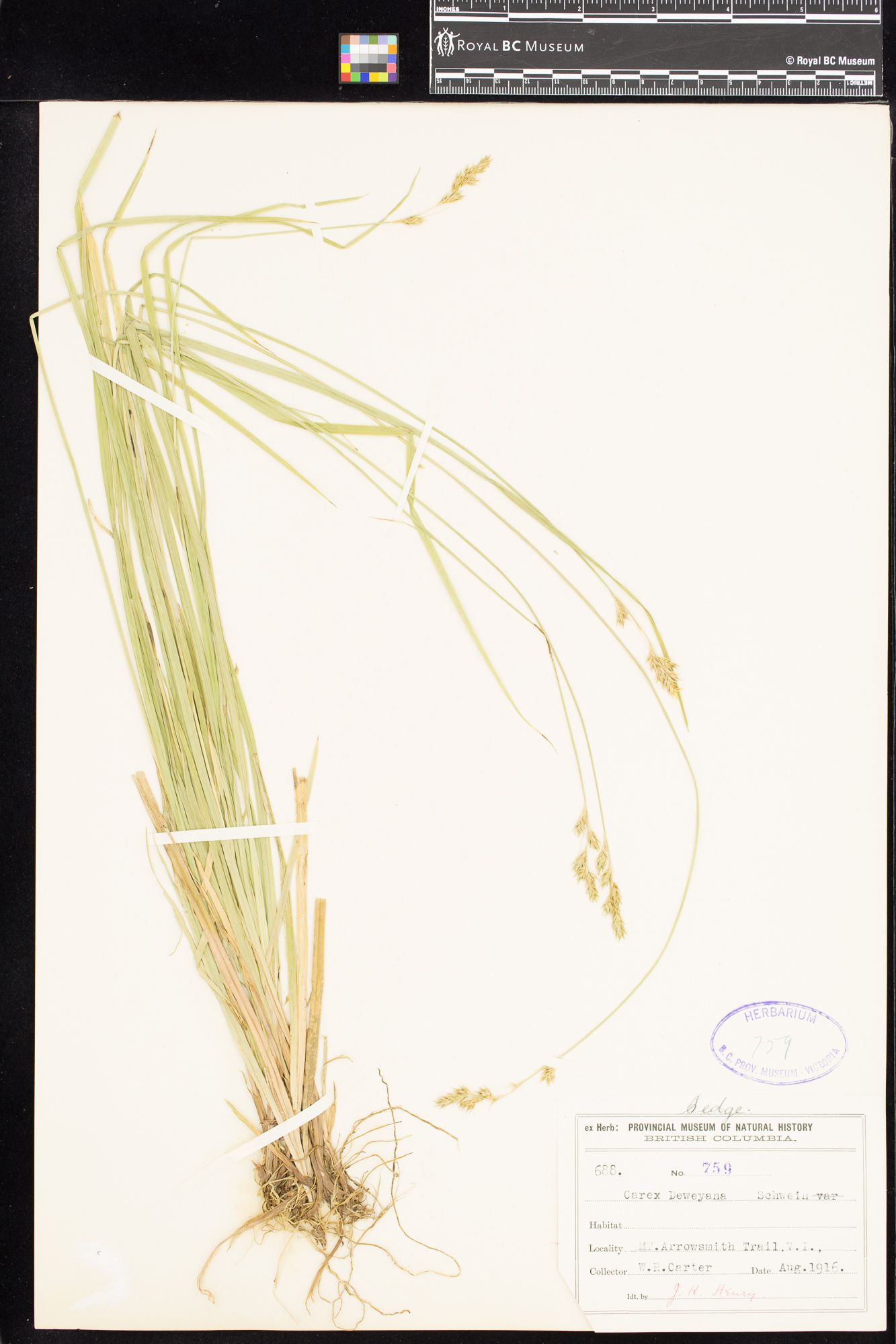 Image representing Carex deweyana.