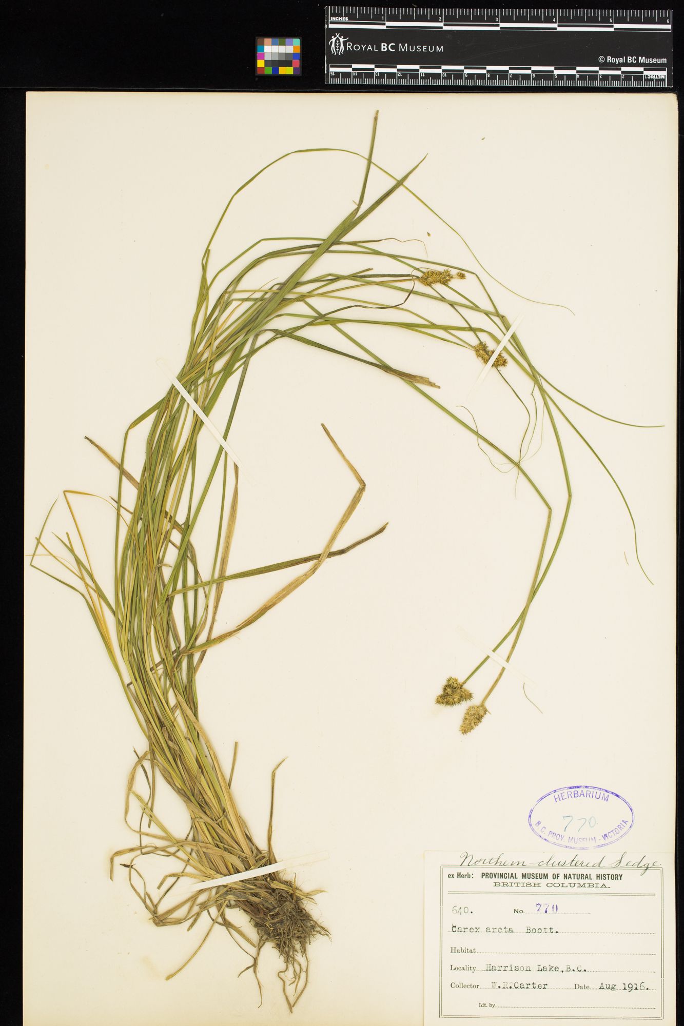 Image representing Carex arcta.