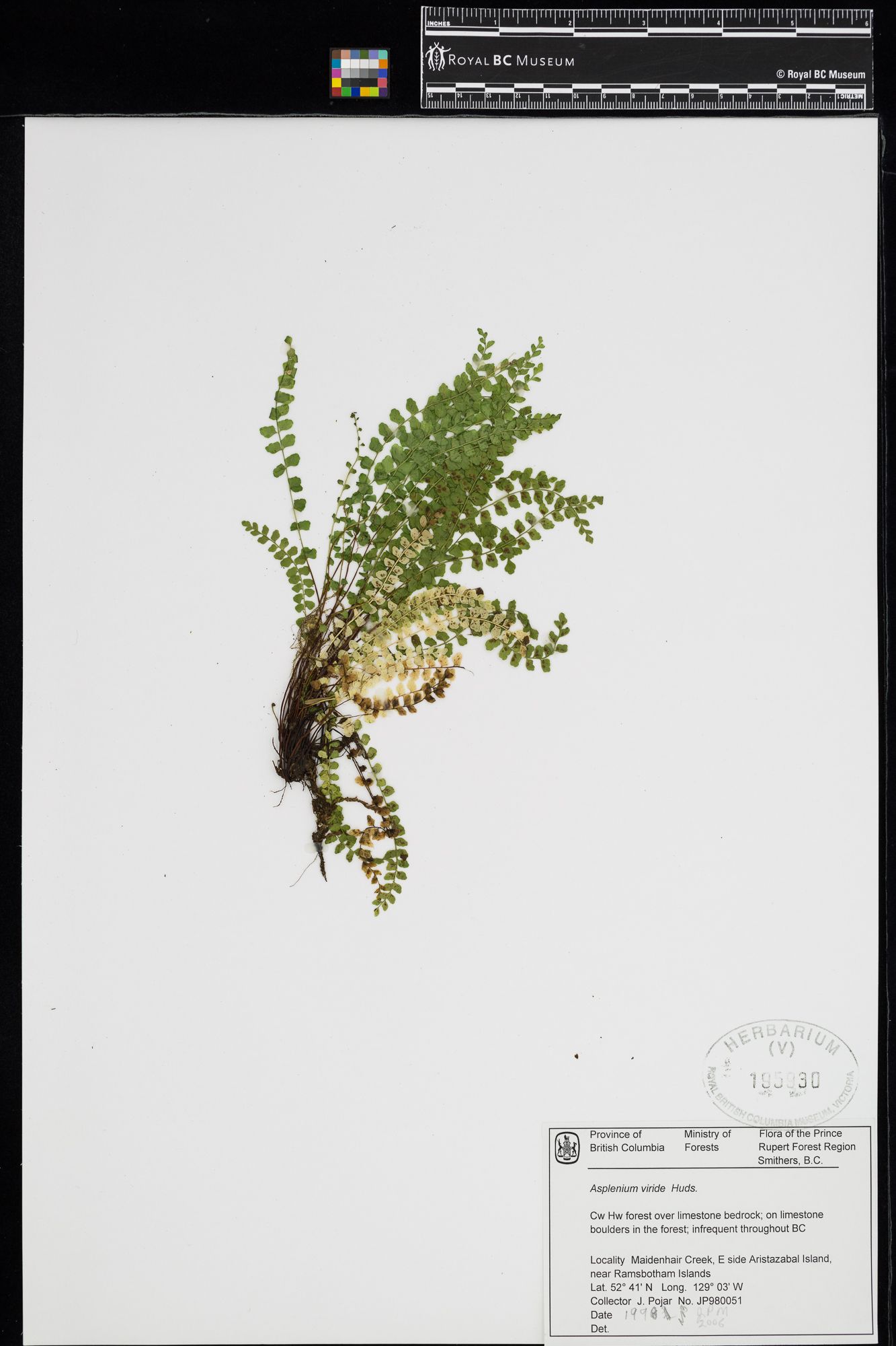 Image representing Asplenium viride.