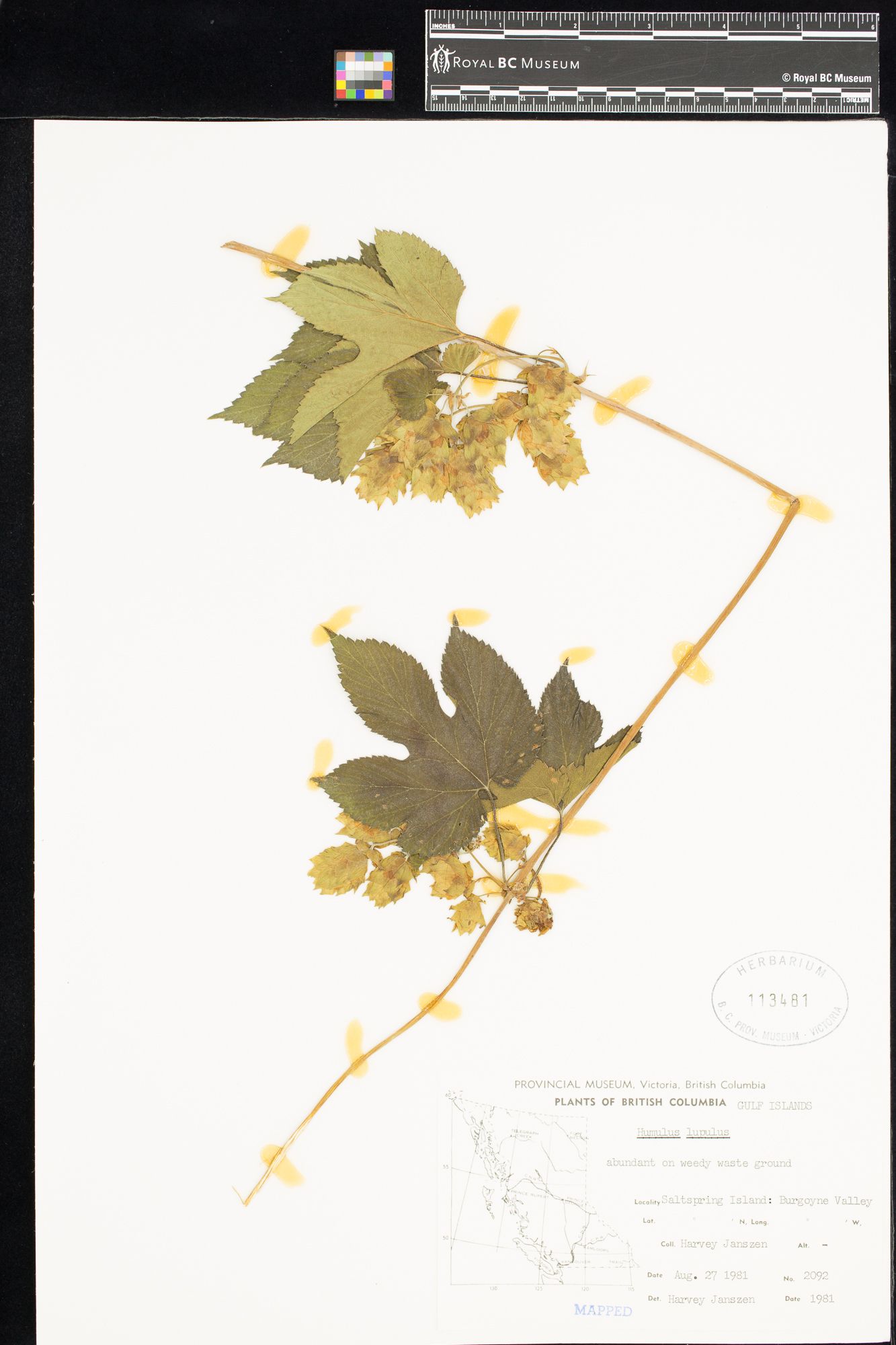 Image representing Humulus lupulus.