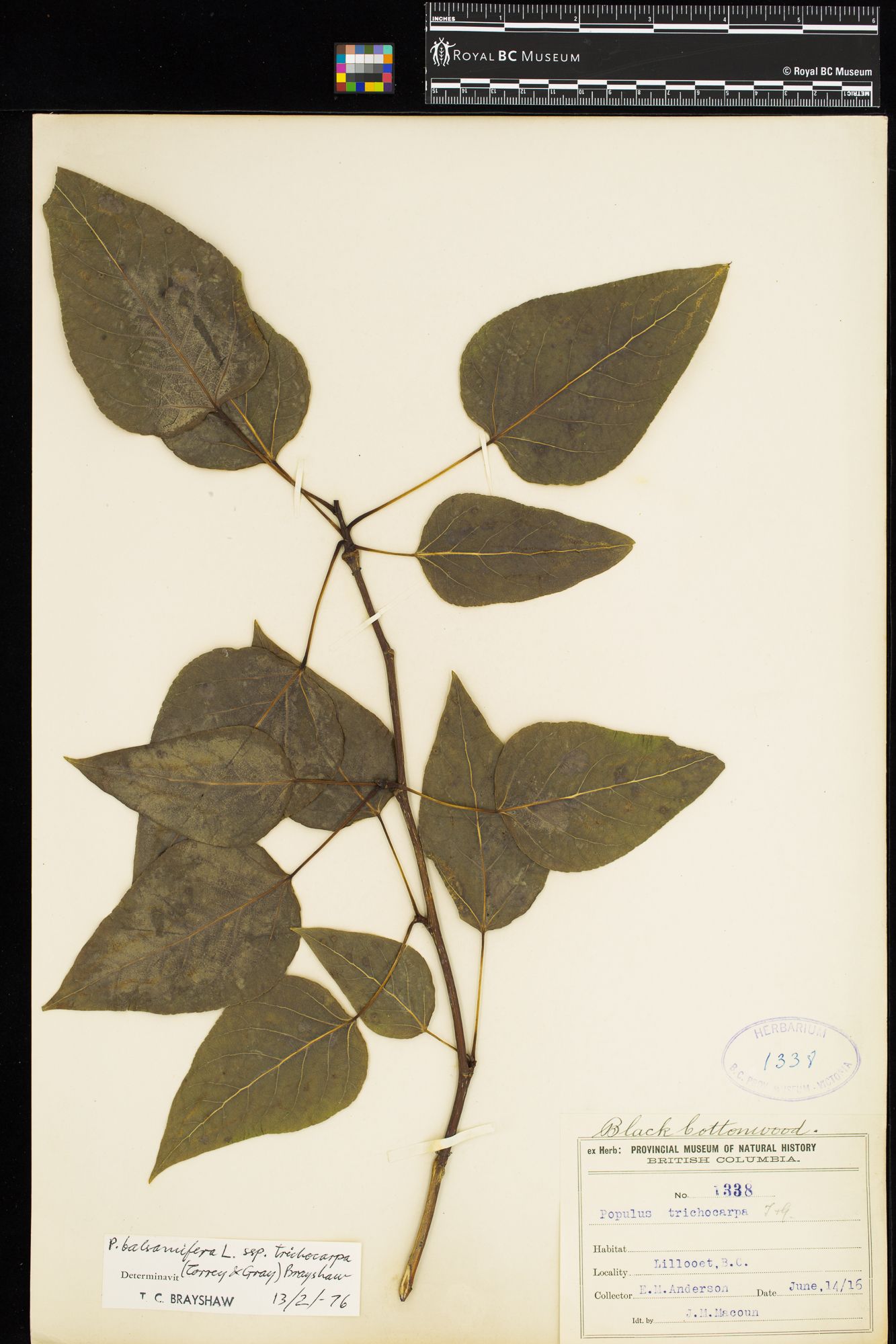 Image representing Populus balsamifera ssp. trichocarpa.