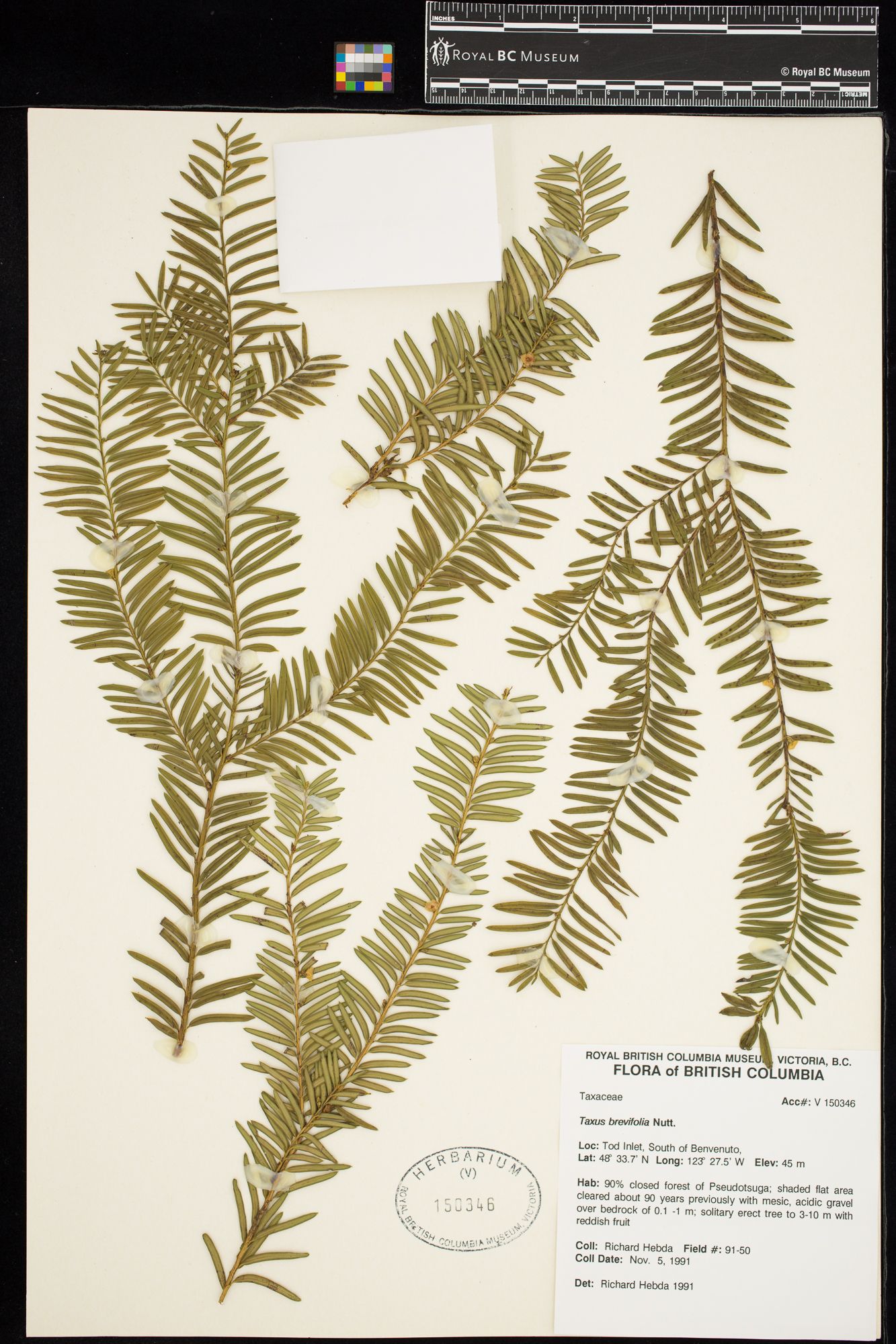 Image representing Taxus brevifolia.