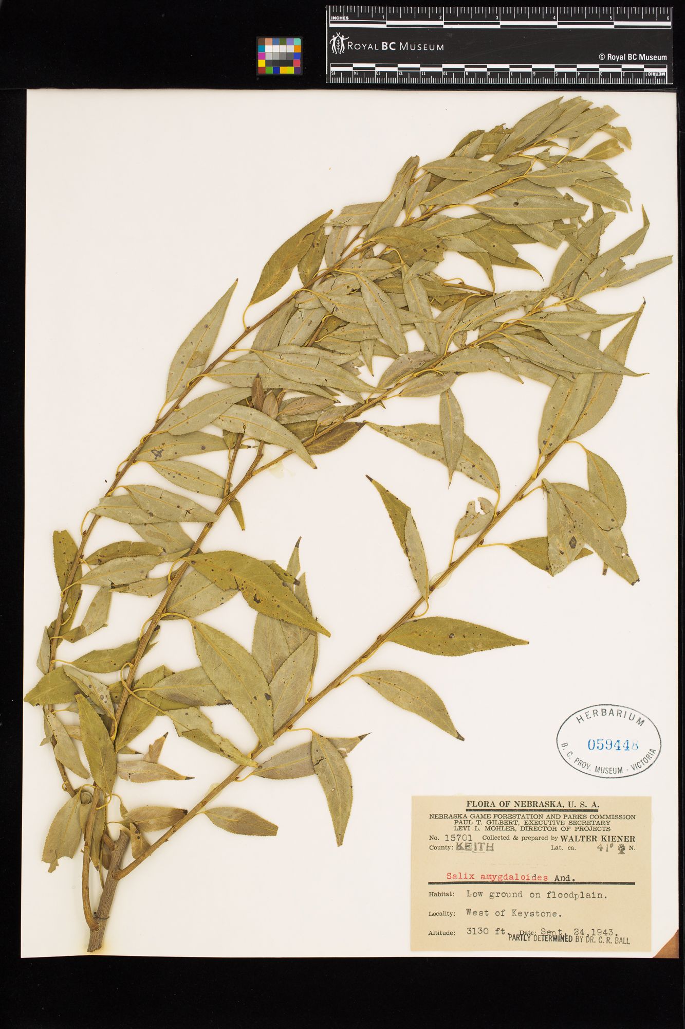 Image representing Salix amygdaloides.