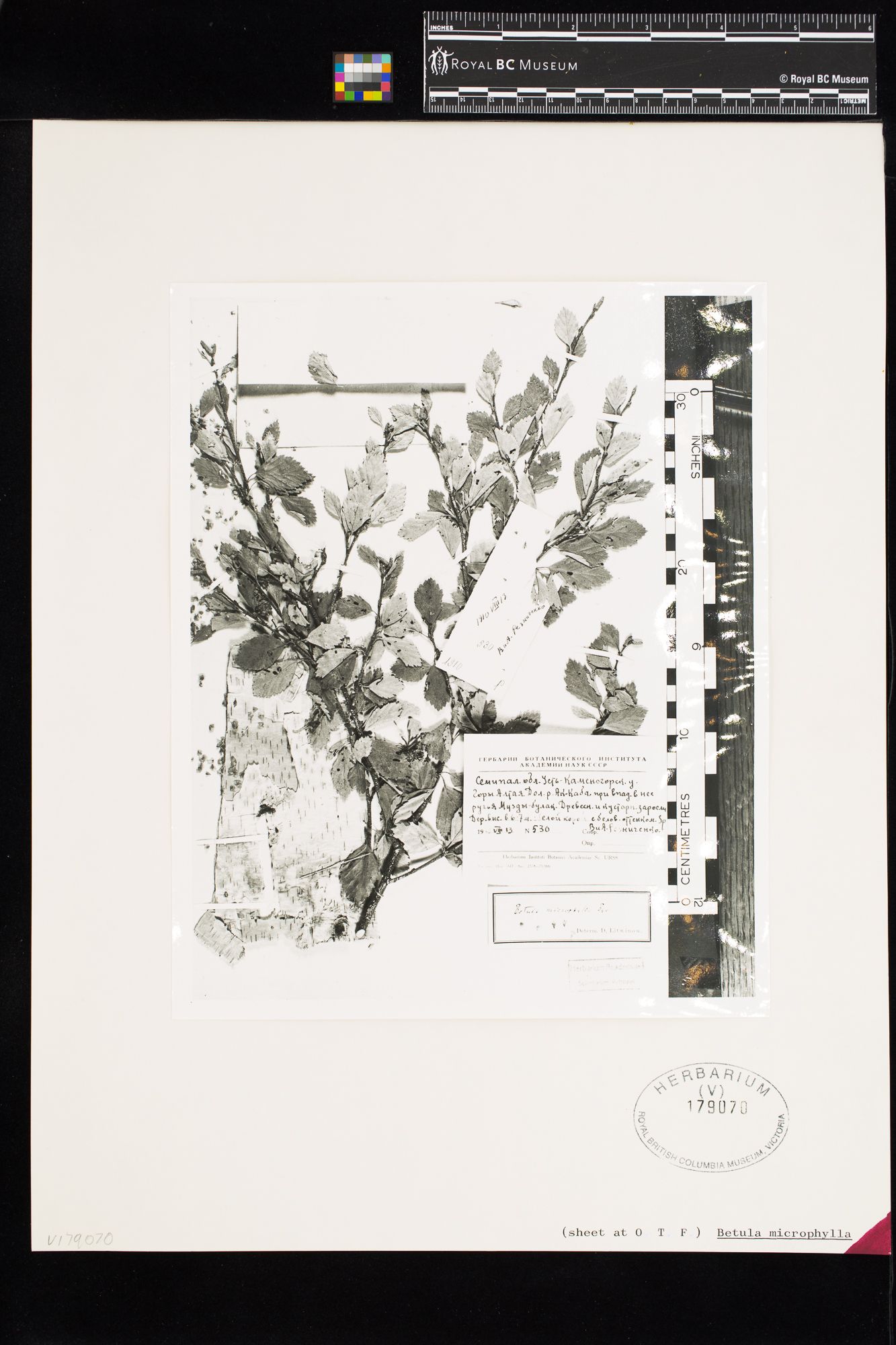 Image representing Betula microphylla.