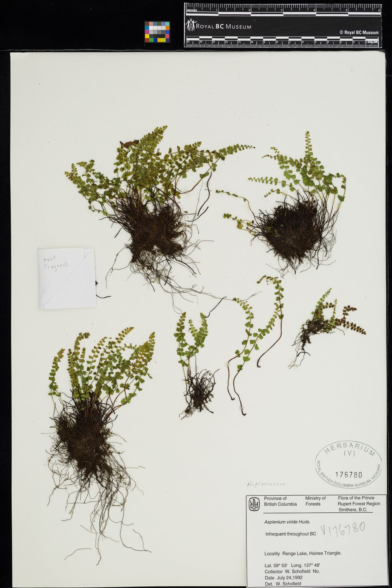 Image representing Asplenium viride.
