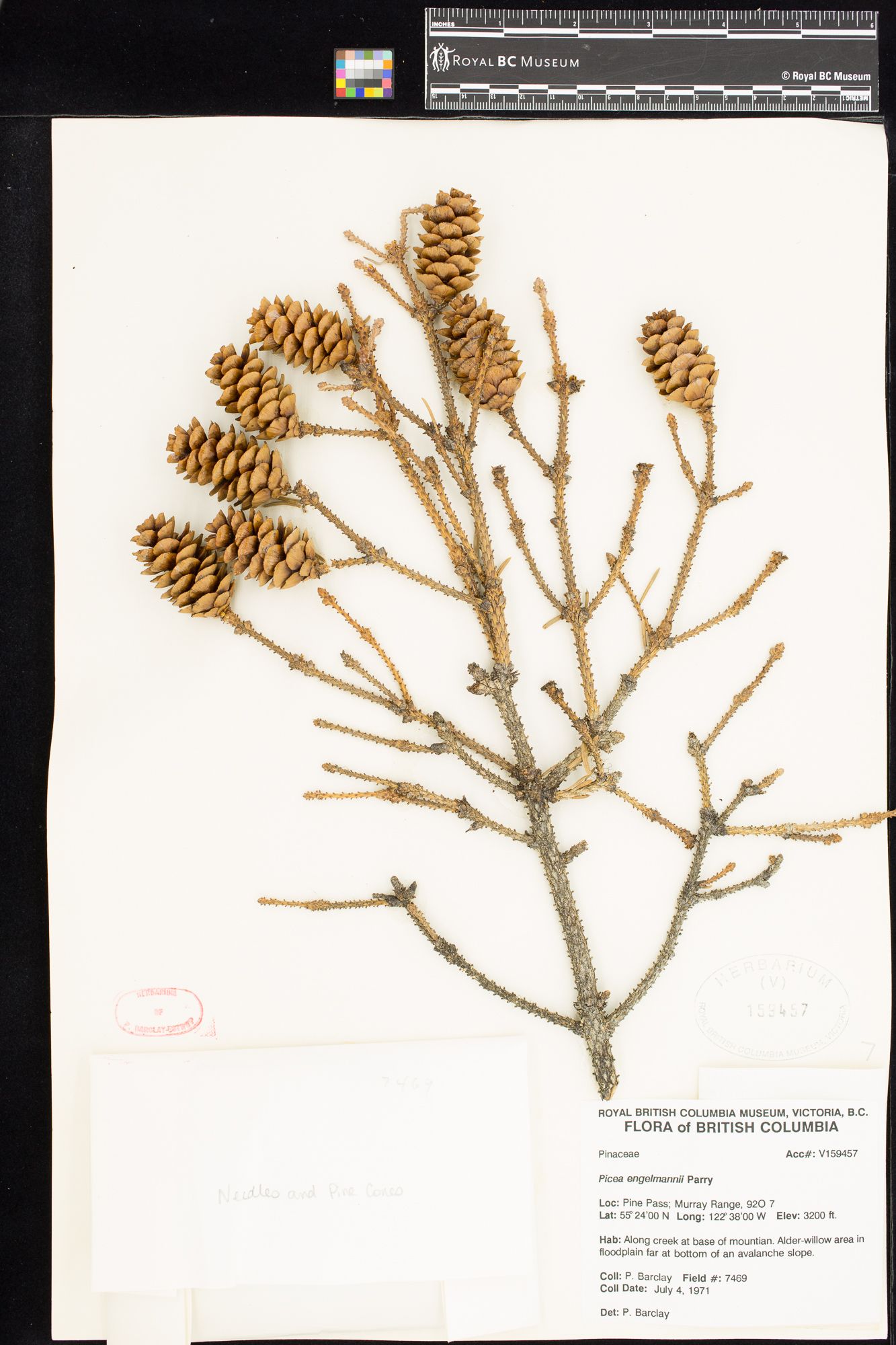Image representing Picea engelmannii.