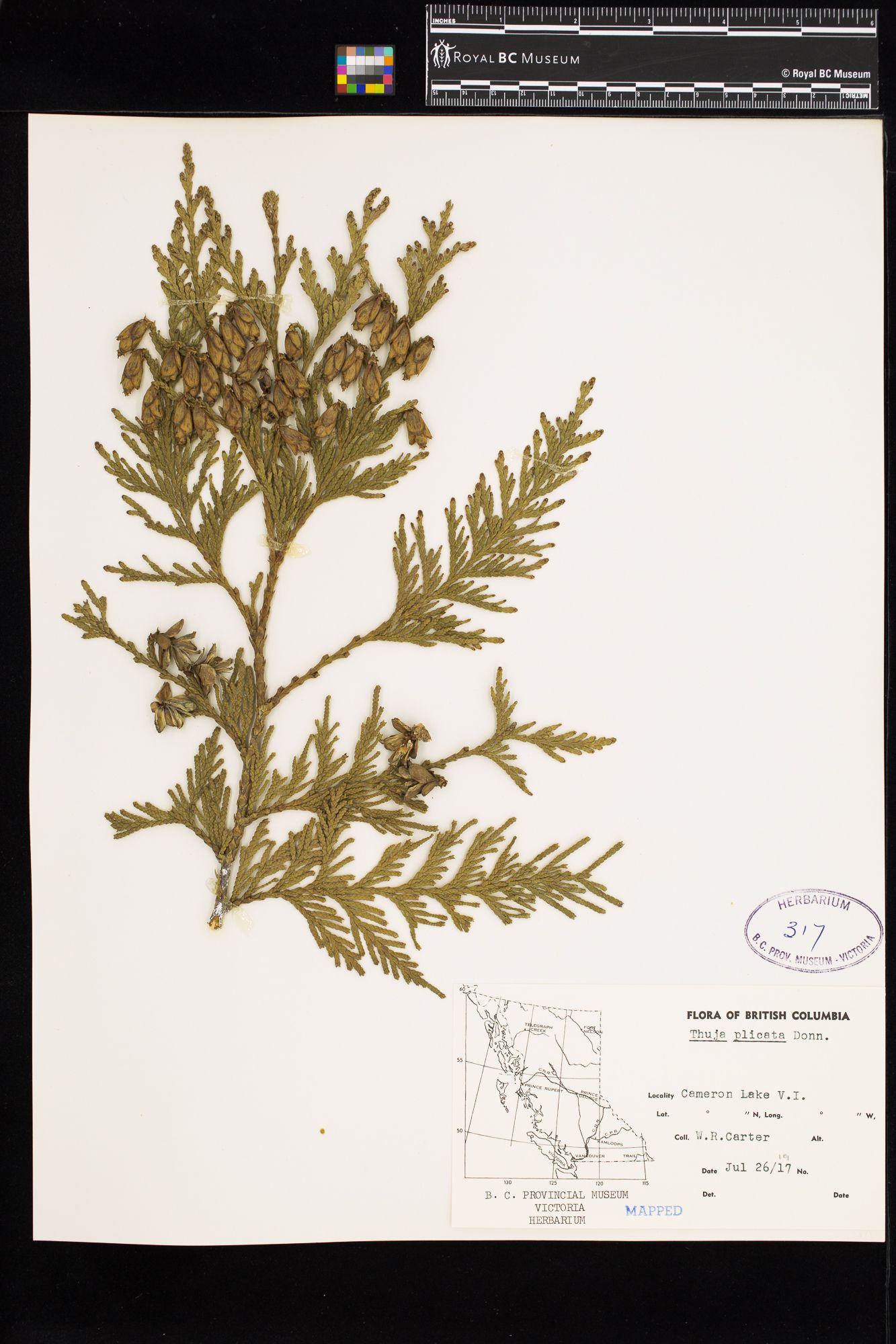 Image representing Thuja plicata.