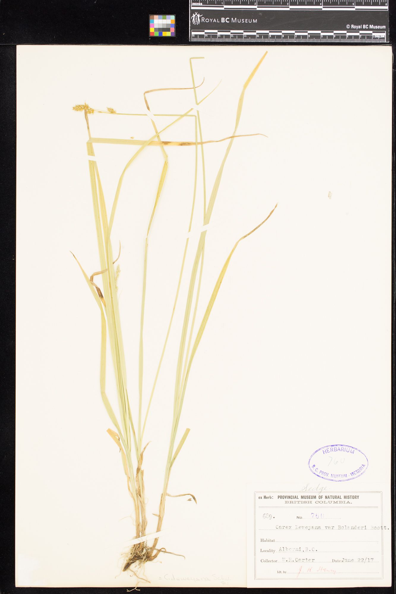 Image representing Carex deweyana.