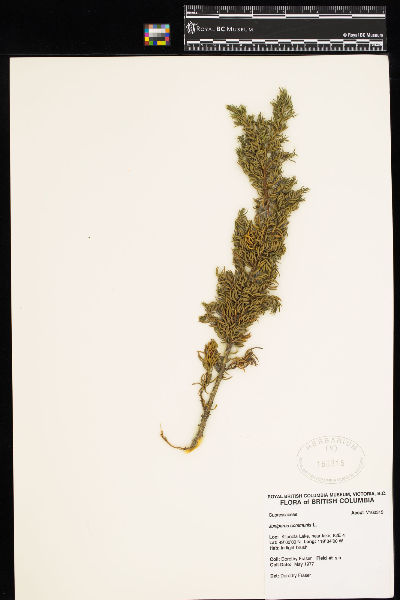 Image representing Juniperus communis.