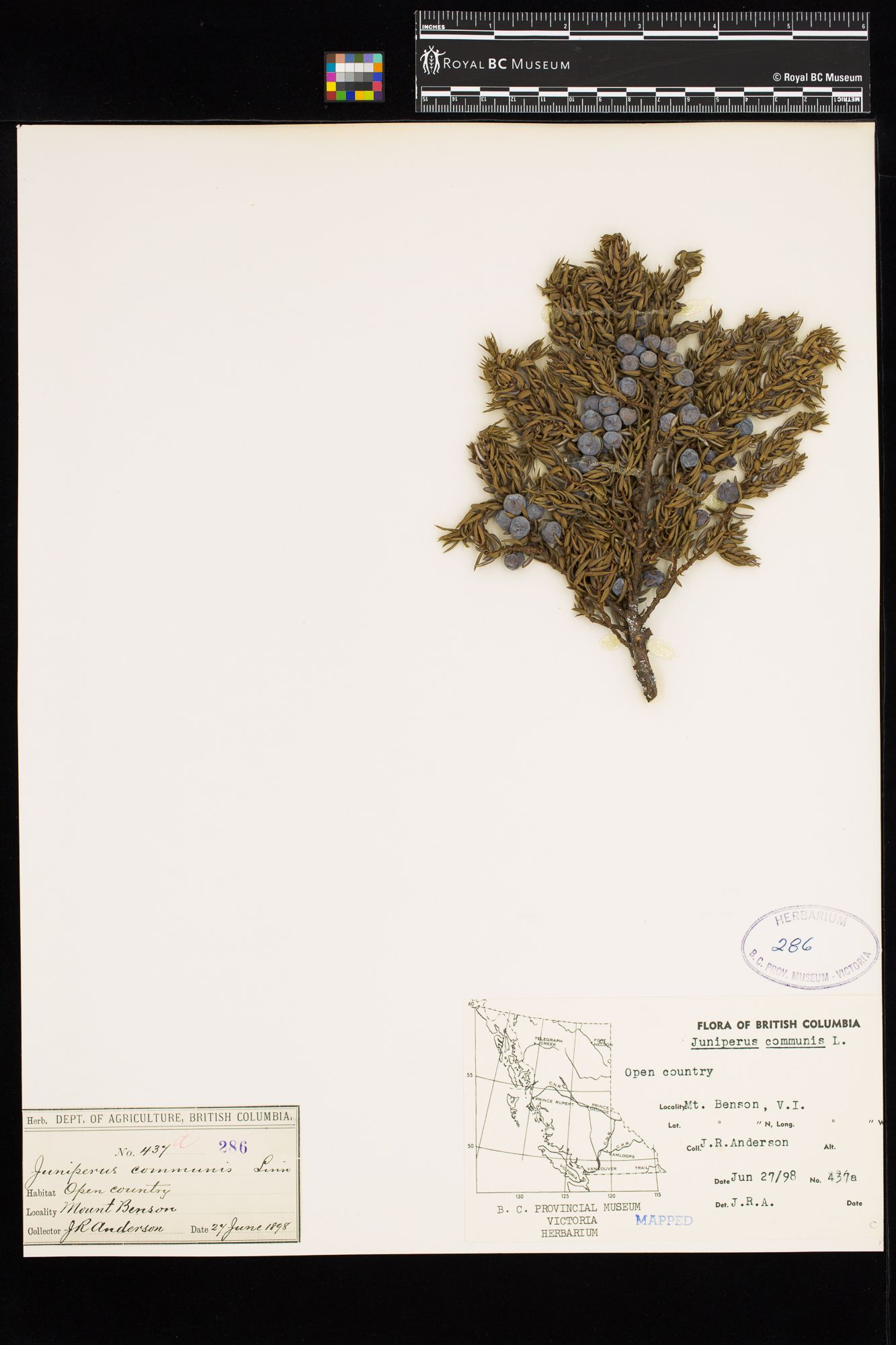 Image representing Juniperus communis.