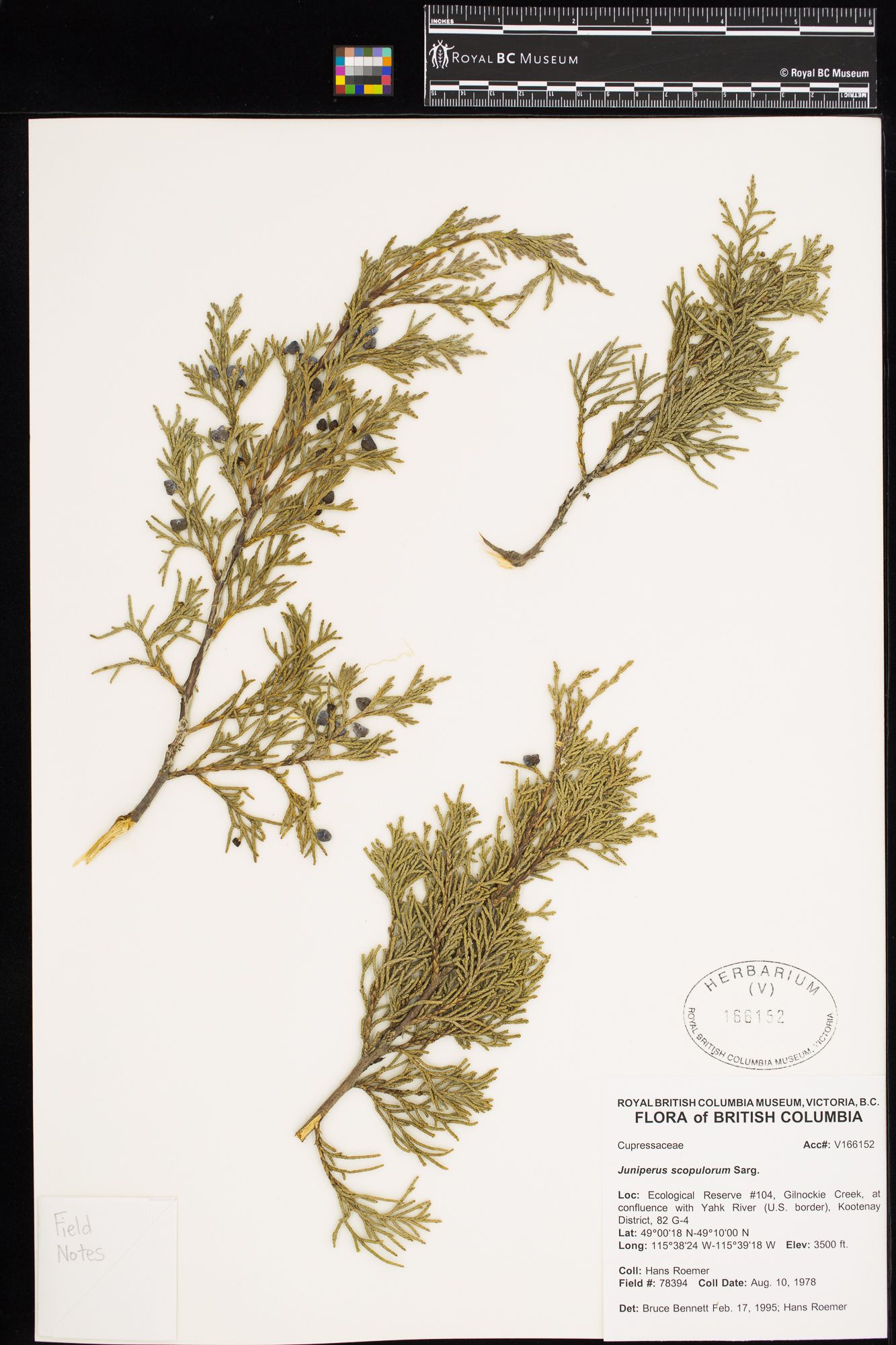 Image representing Juniperus scopulorum.