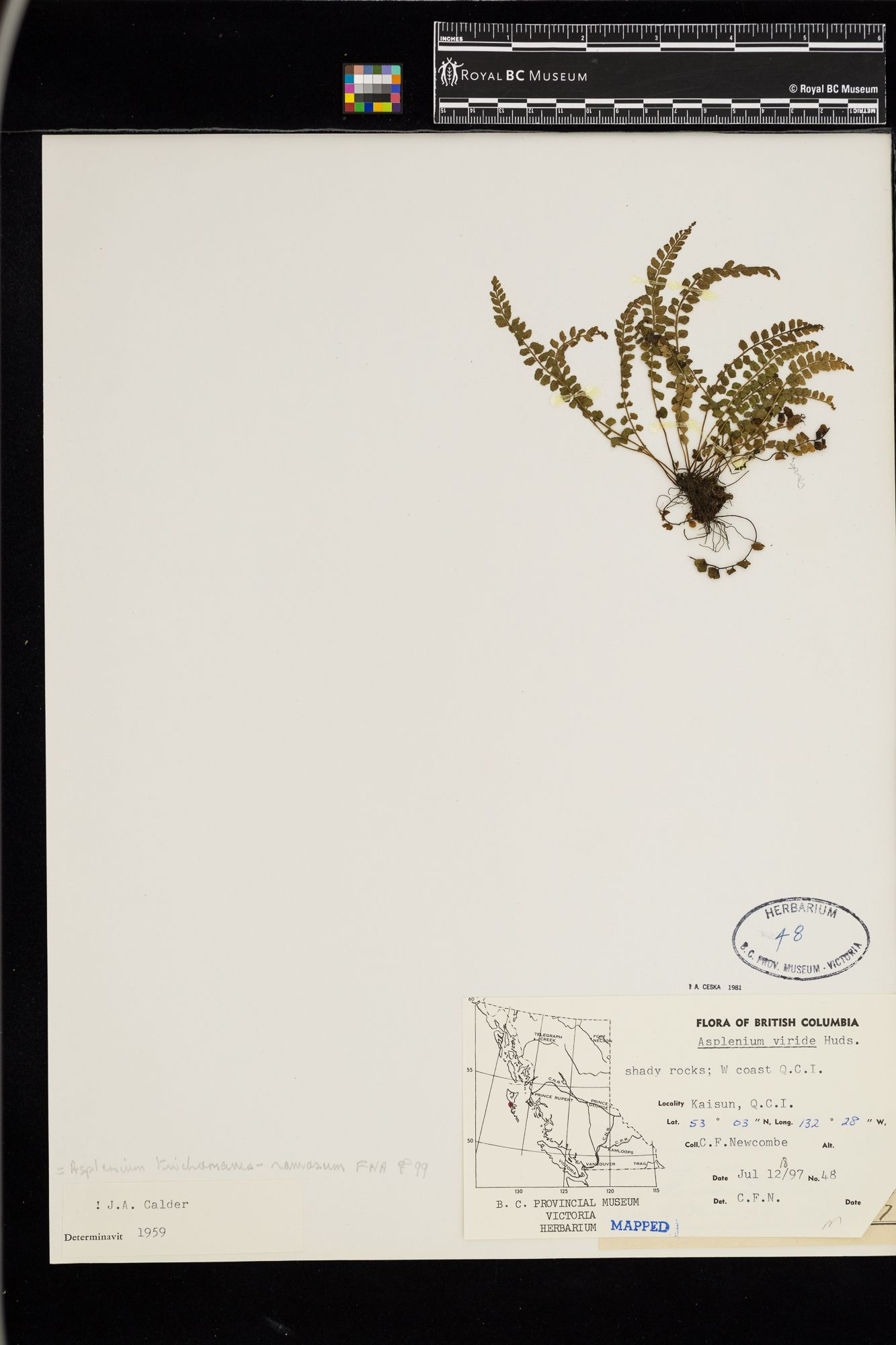 Image representing Asplenium viride.