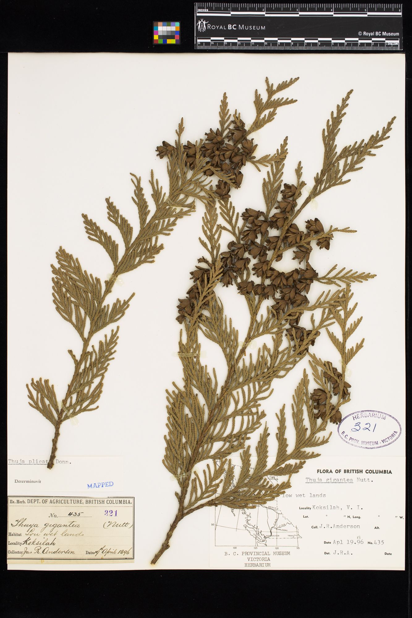 Image representing Thuja plicata.