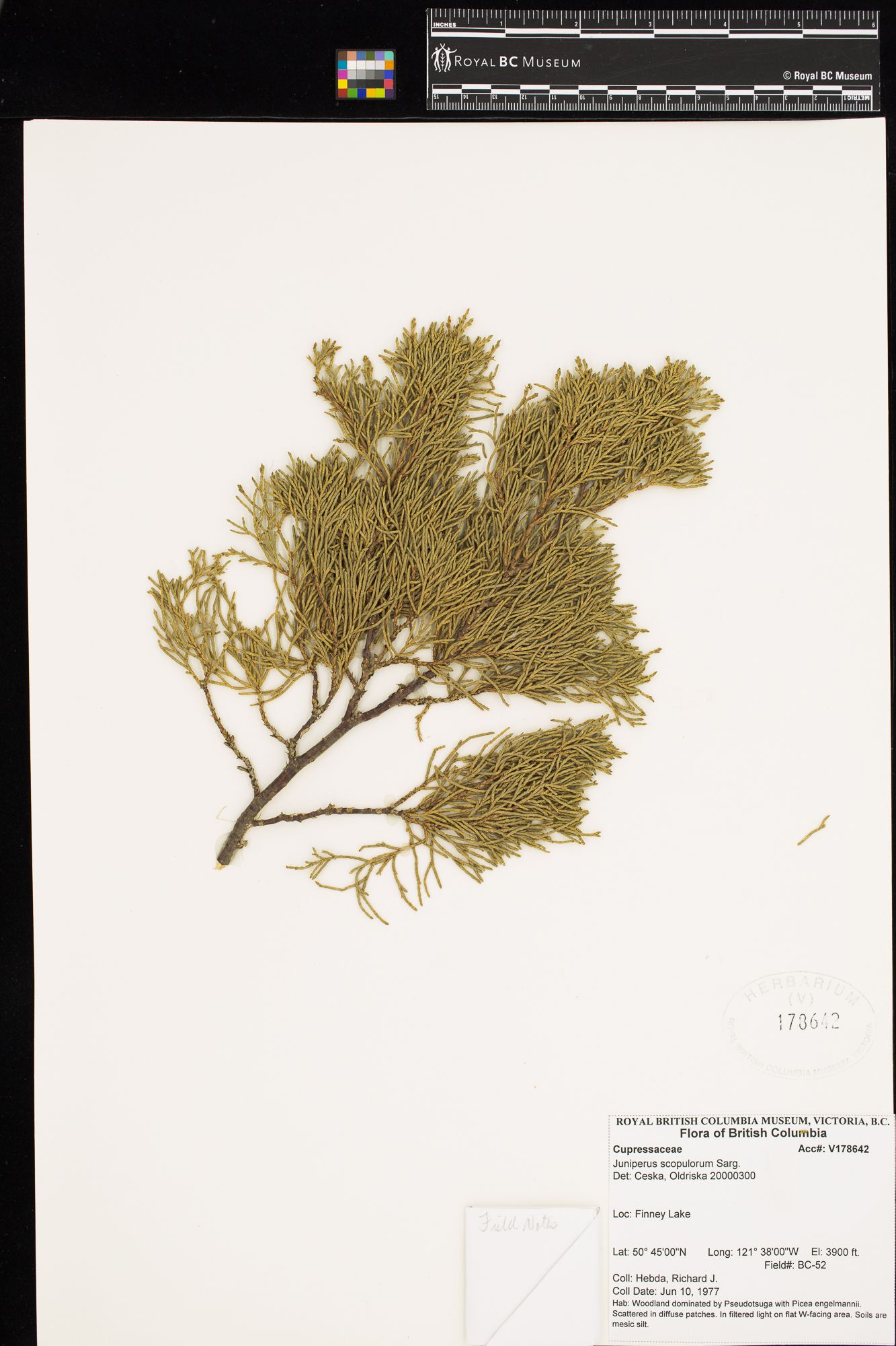 Image representing Juniperus scopulorum.