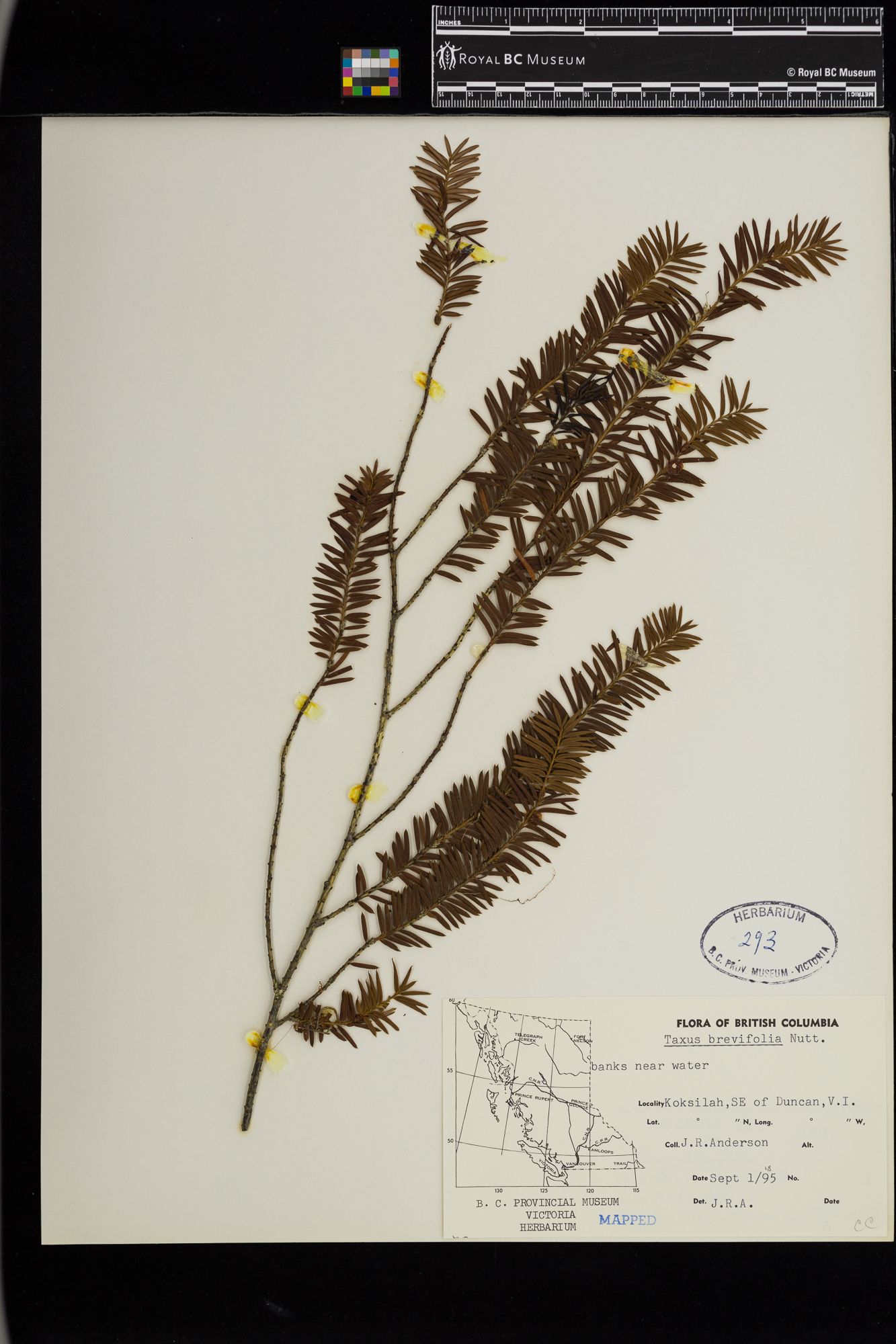 Image representing Taxus brevifolia.