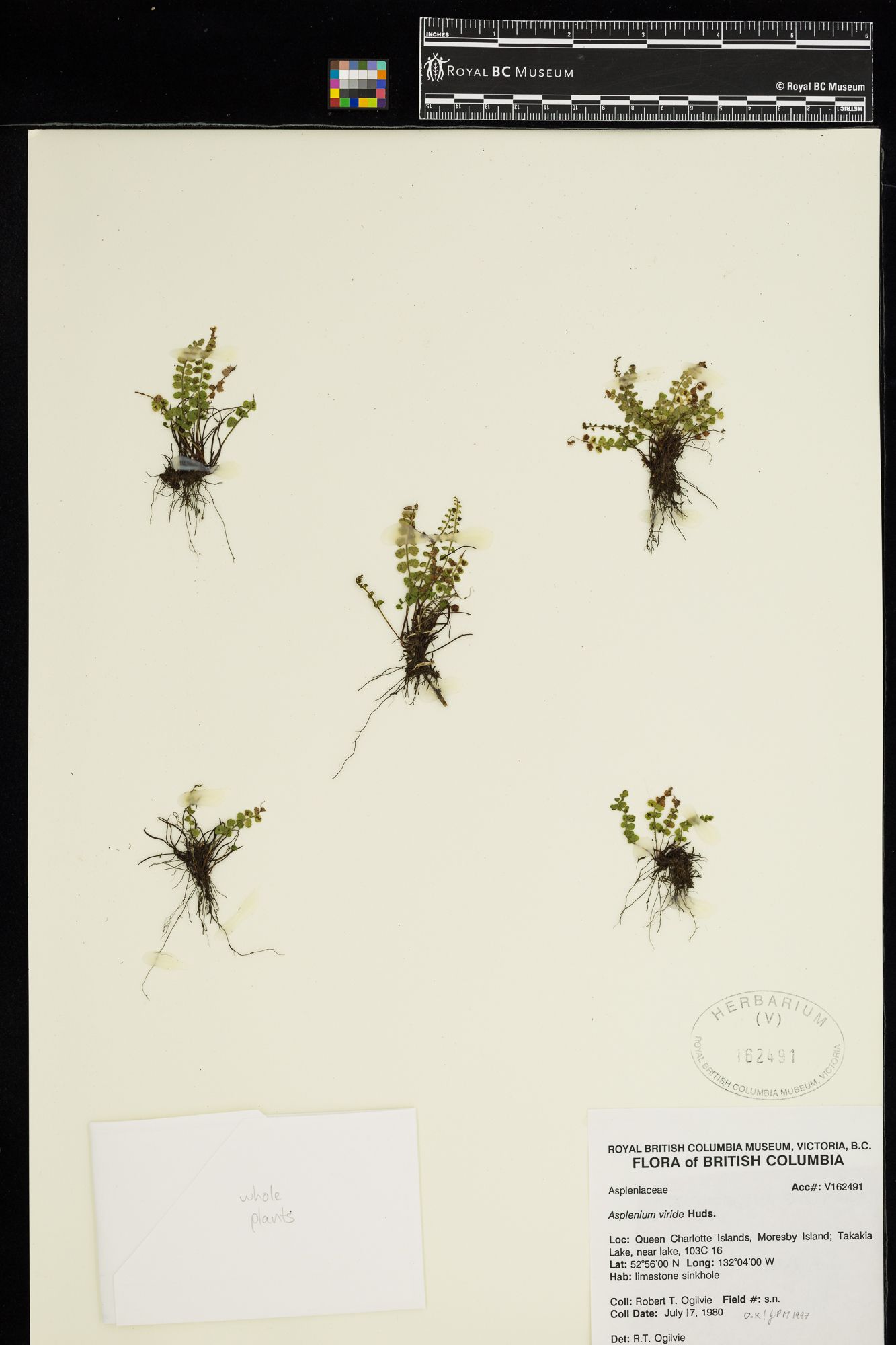 Image representing Asplenium viride.