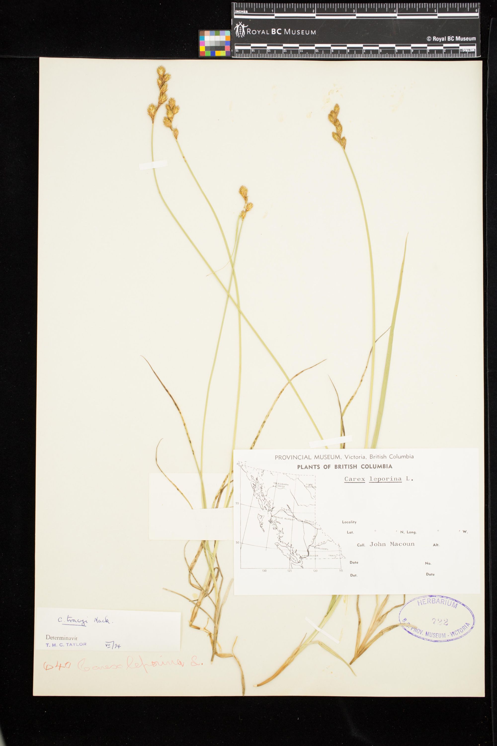 Image representing Carex ovalis.
