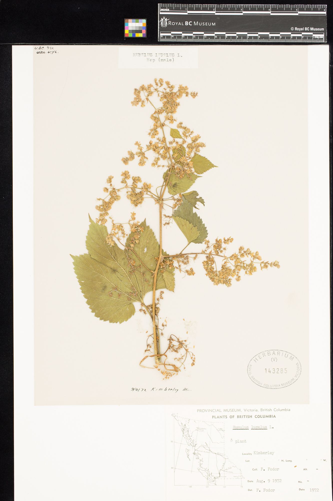 Image representing Humulus lupulus.