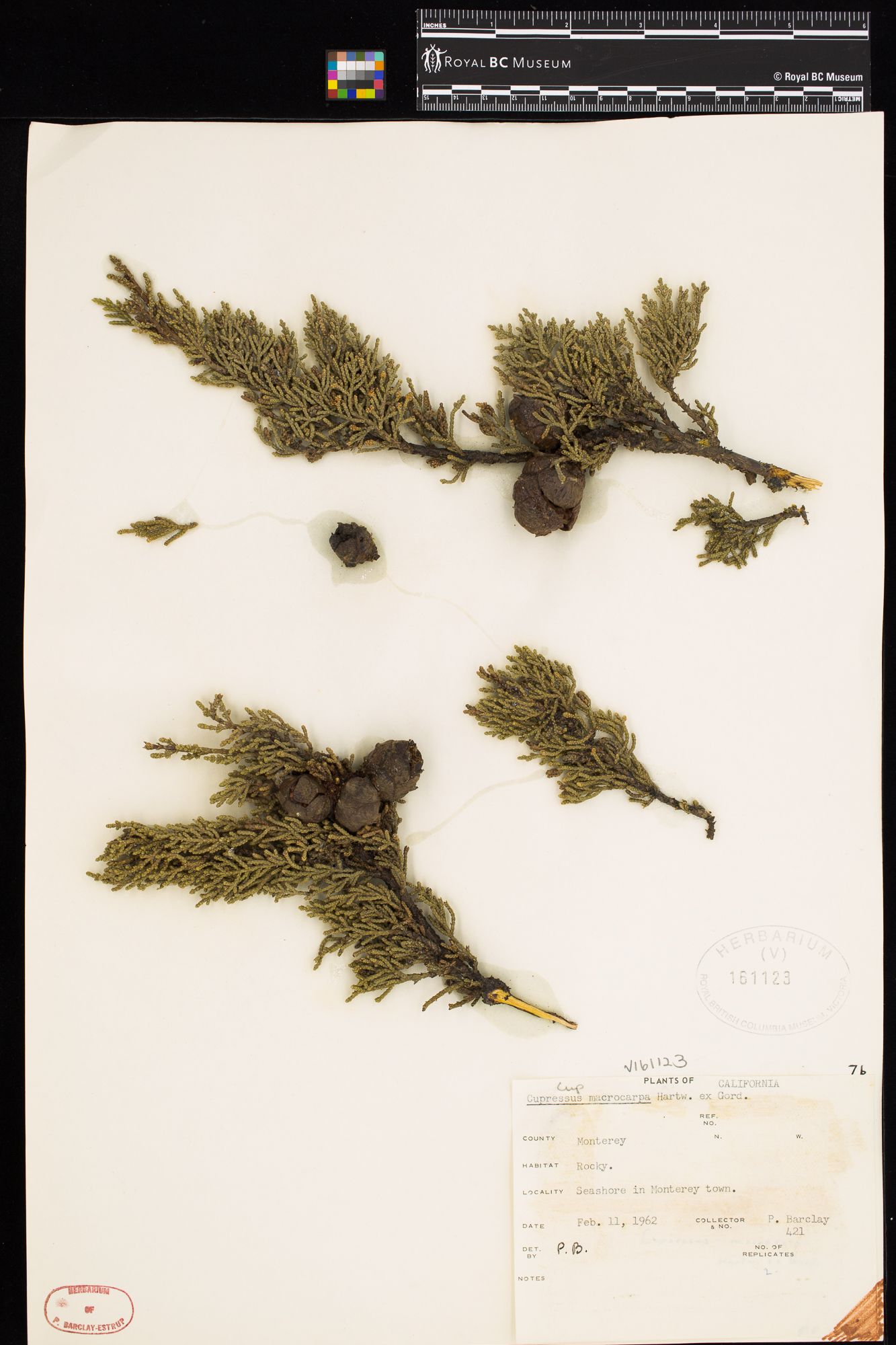 Image representing Cupressus macrocarpa.