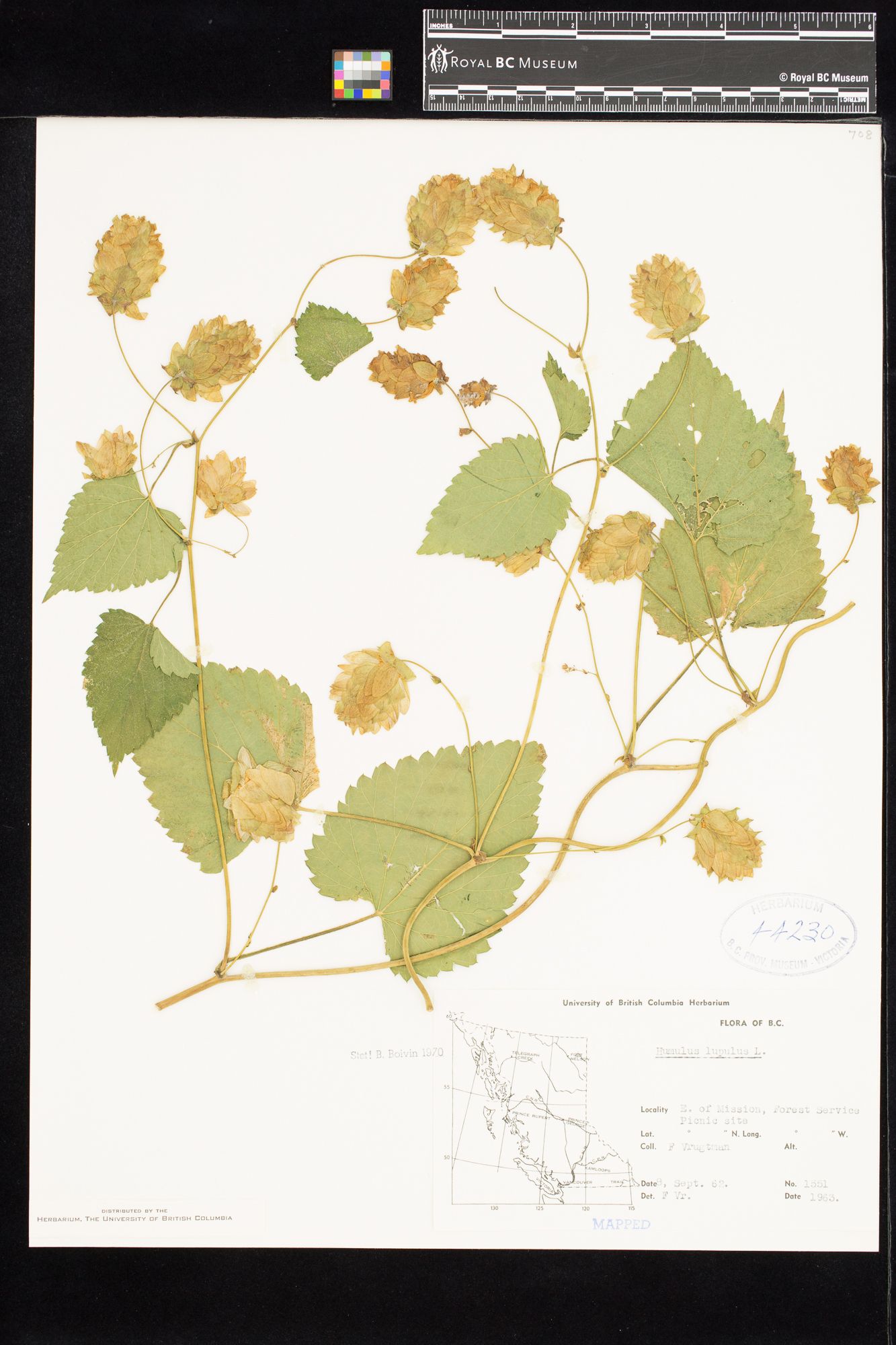 Image representing Humulus lupulus.