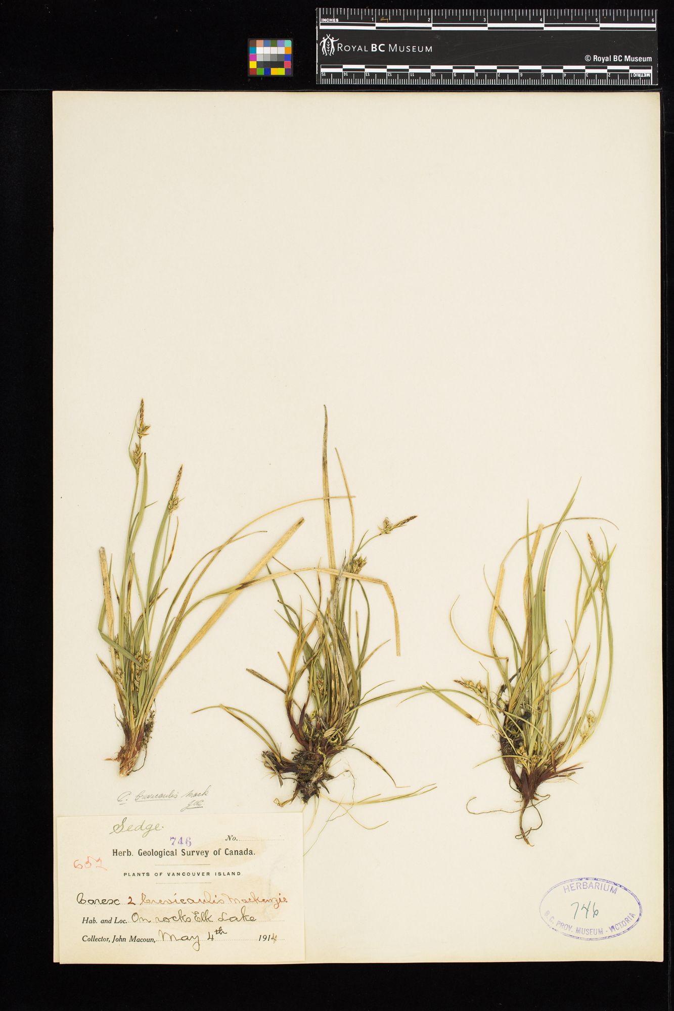Image representing Carex brevicaulis.