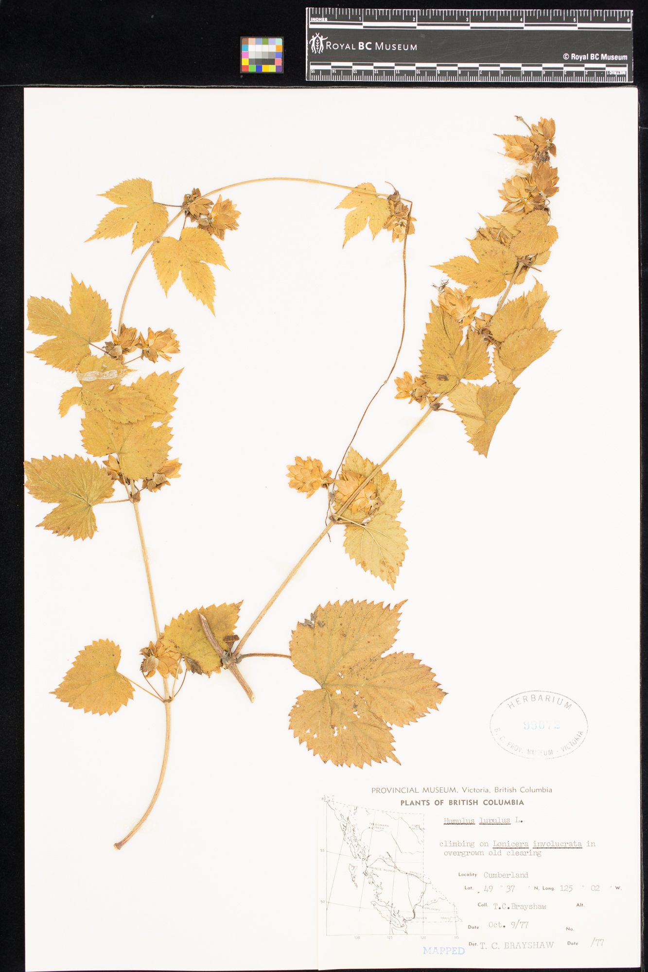 Image representing Humulus lupulus.