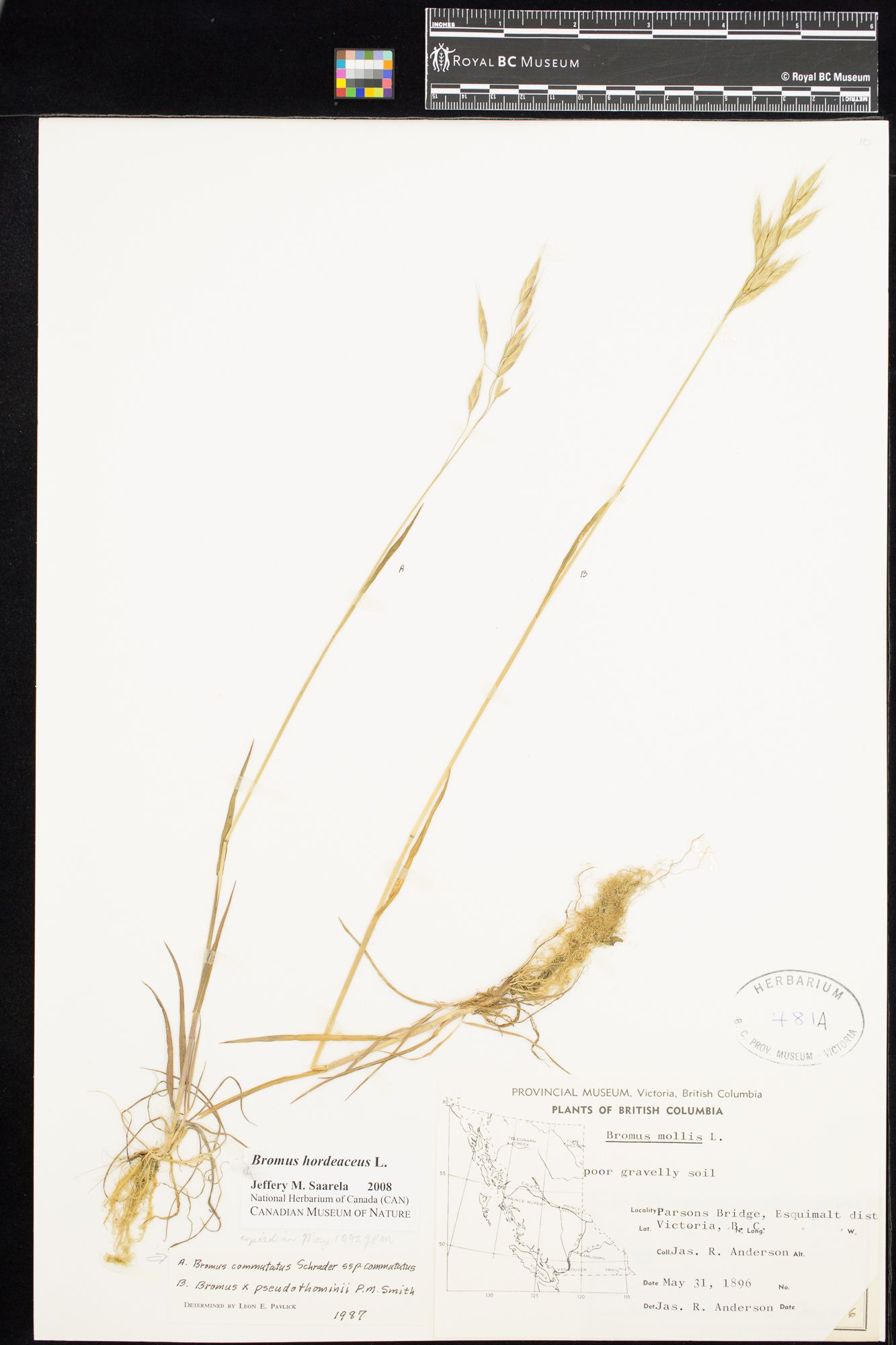 Image representing Bromus hordeaceus.