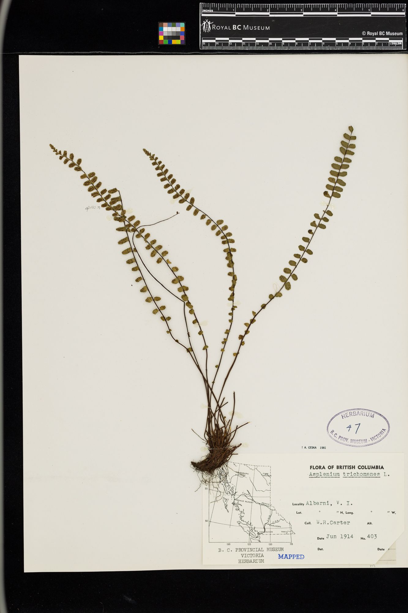 Image representing Asplenium trichomanes.