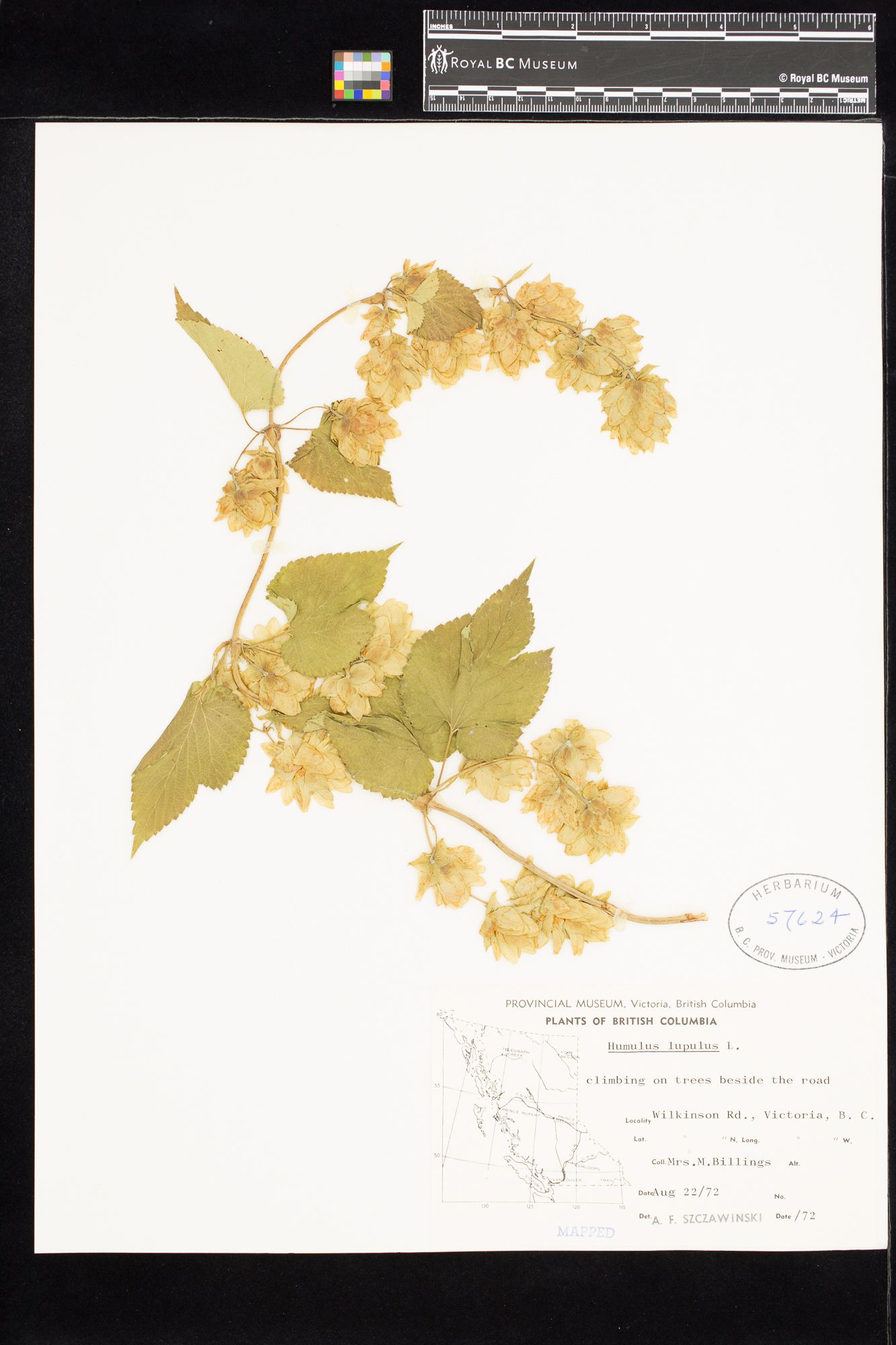 Image representing Humulus lupulus.