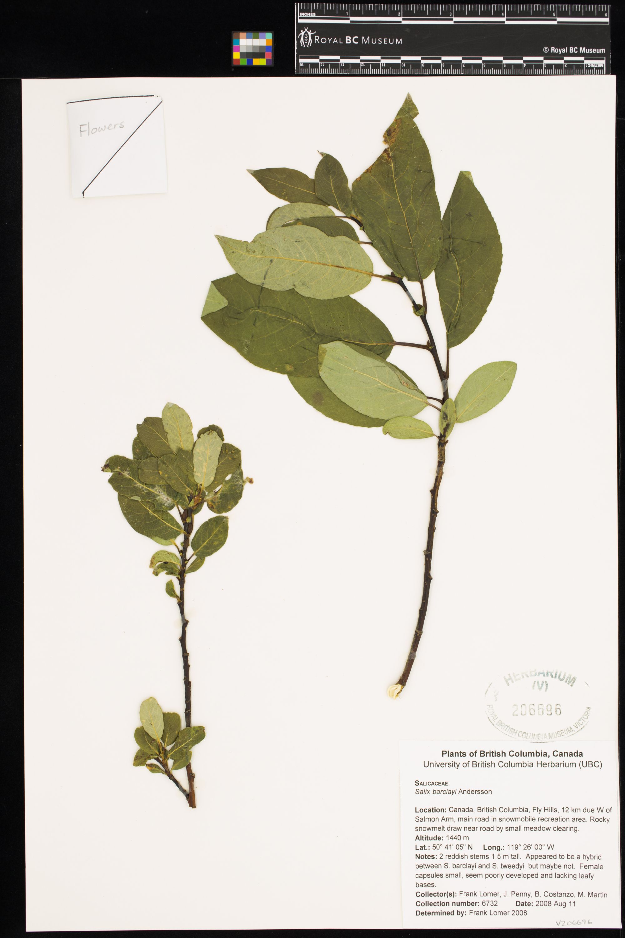 Image representing Salix barclayi.