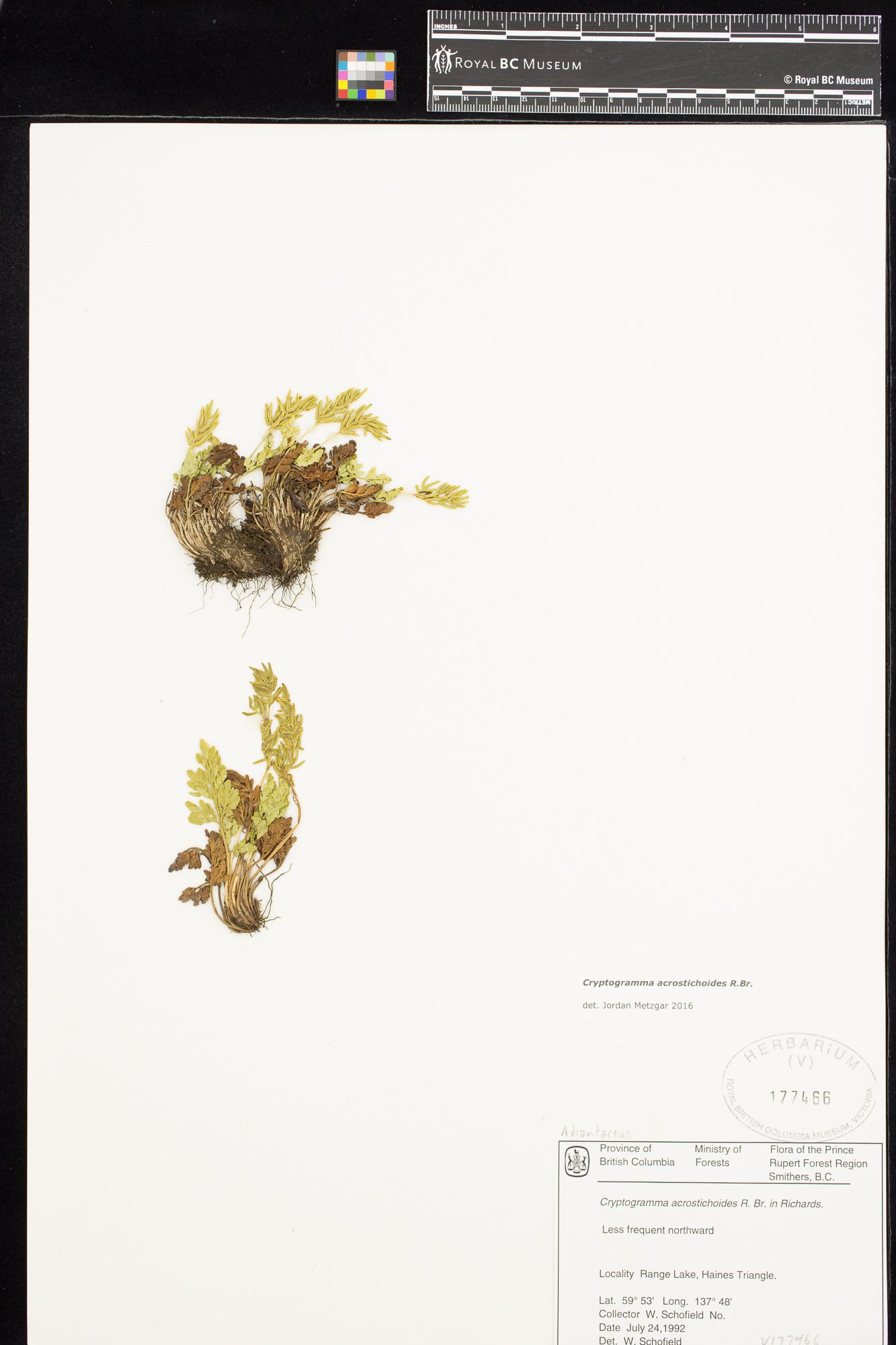 Image representing Cryptogramma acrostichoides.