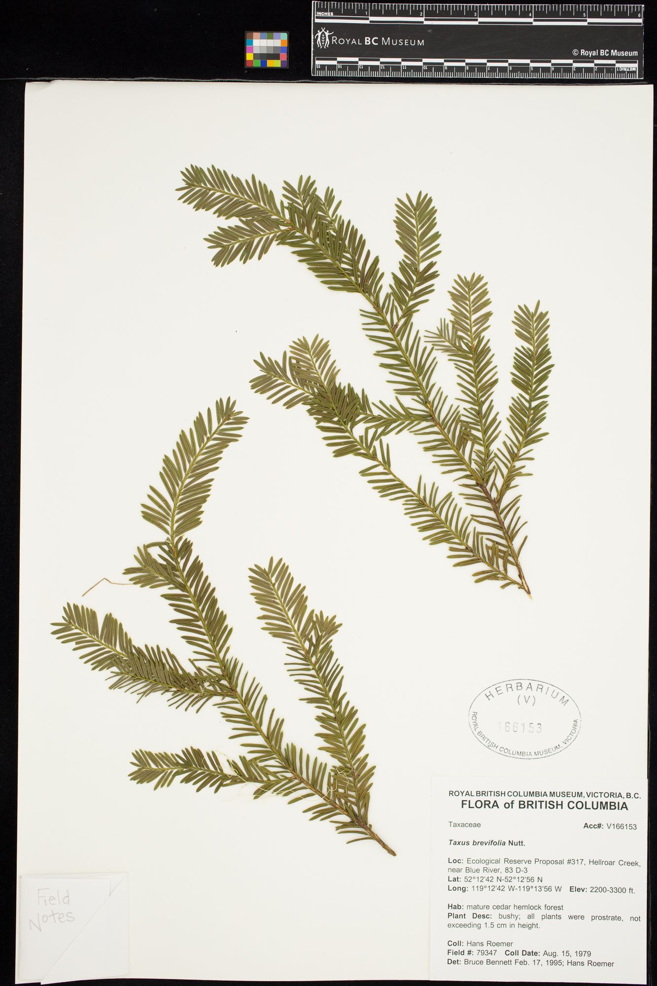 Image representing Taxus brevifolia.
