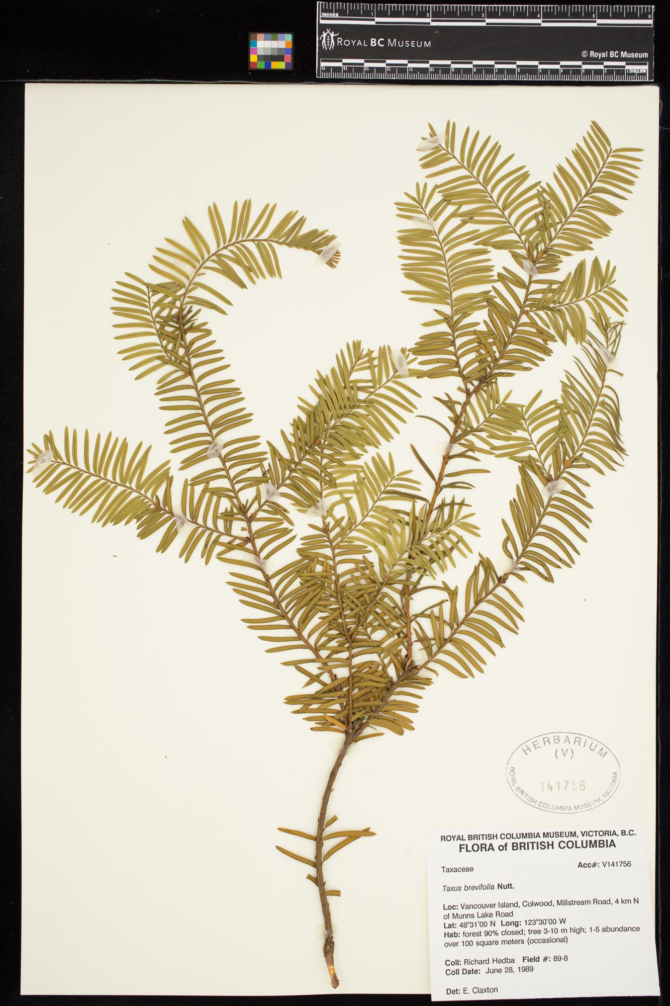 Image representing Taxus brevifolia.