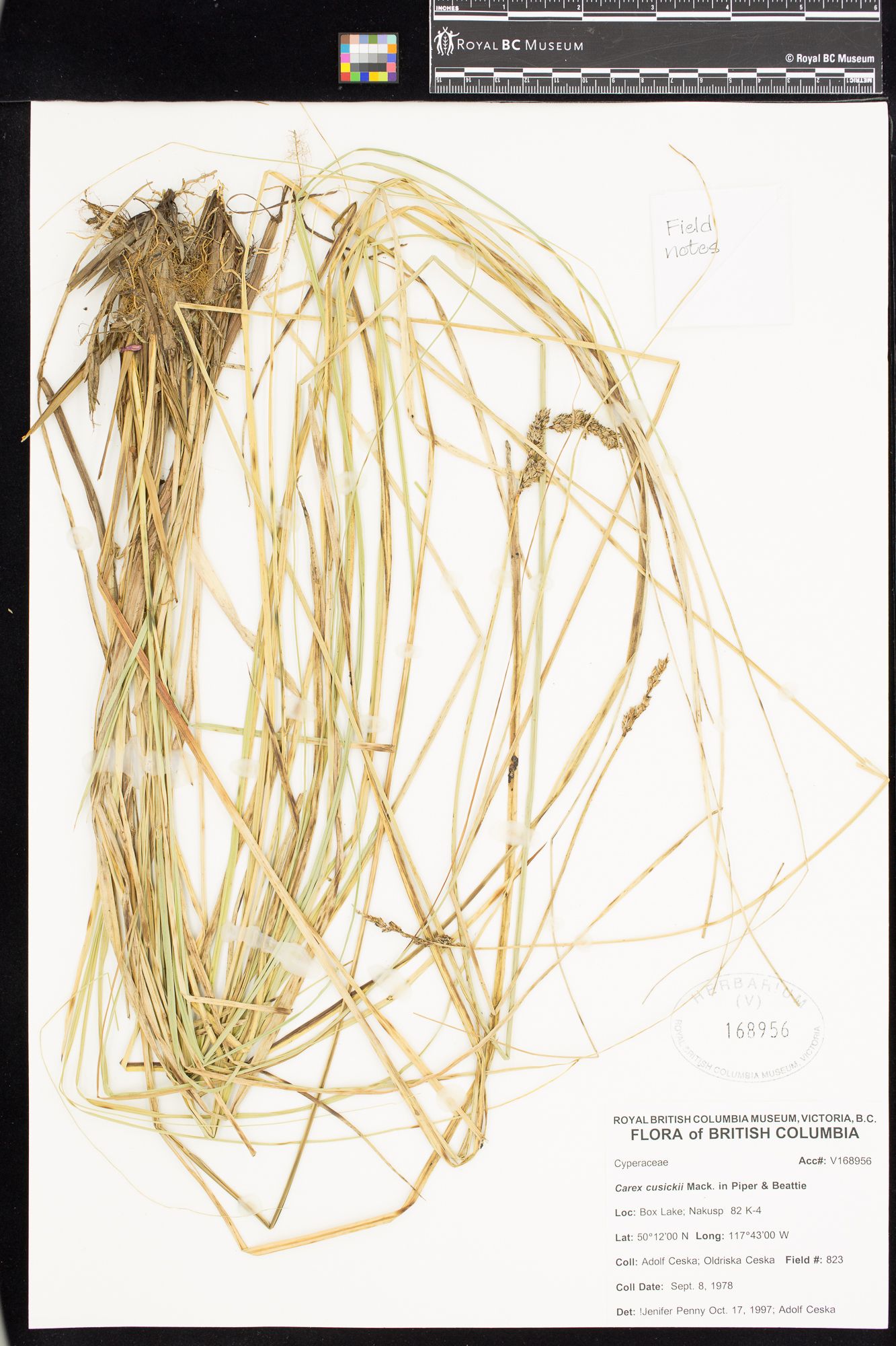 Image representing Carex cusickii.