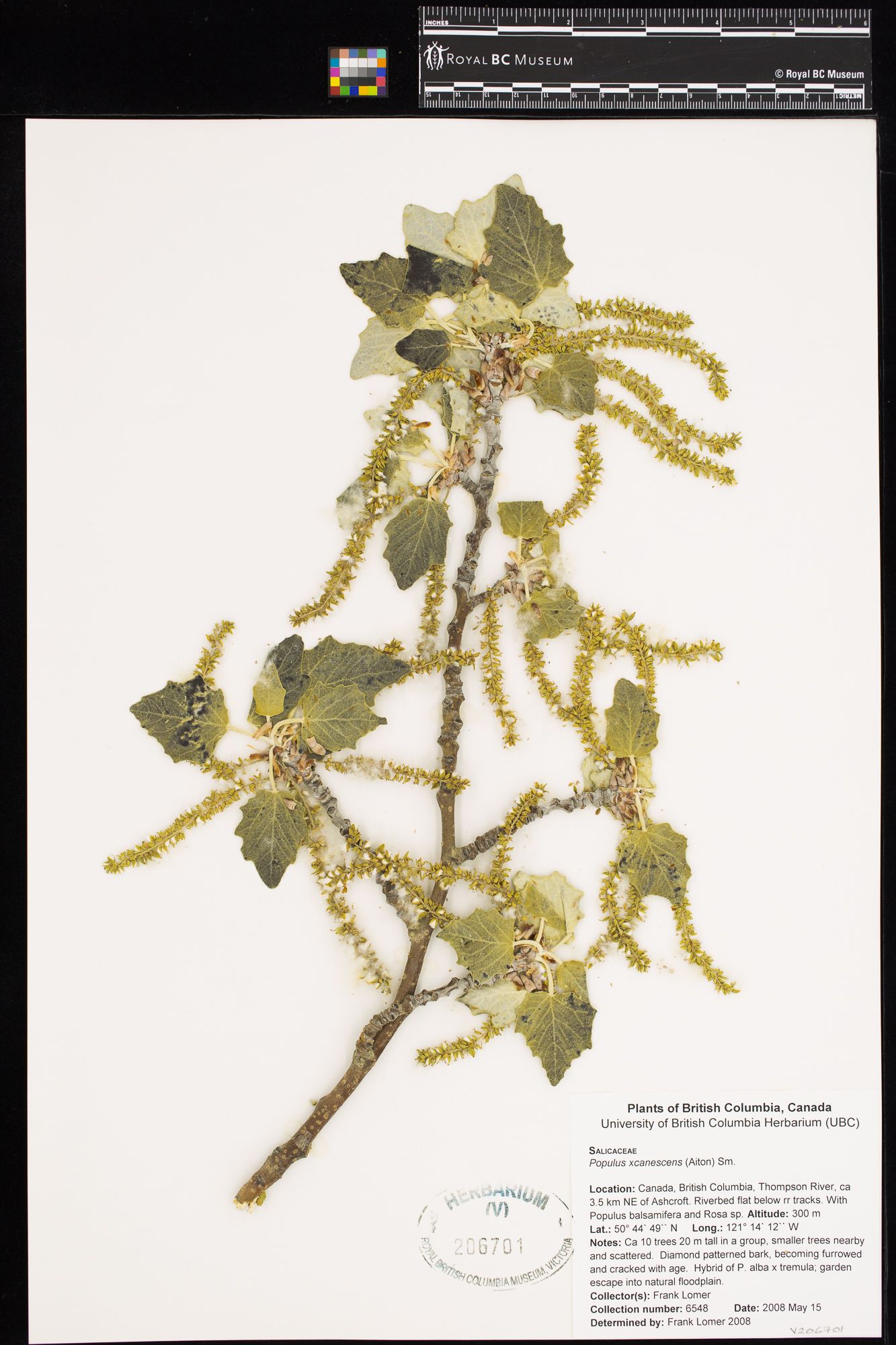 Image representing Populus x canescens.
