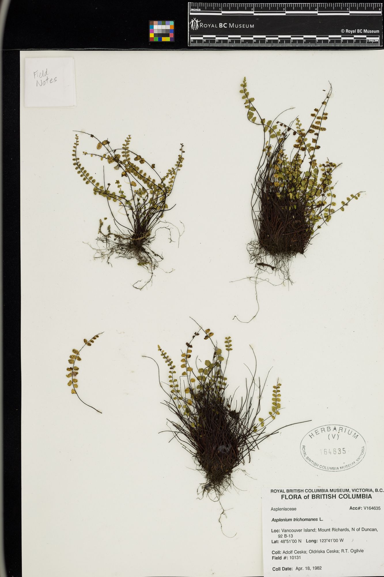 Image representing Asplenium trichomanes.