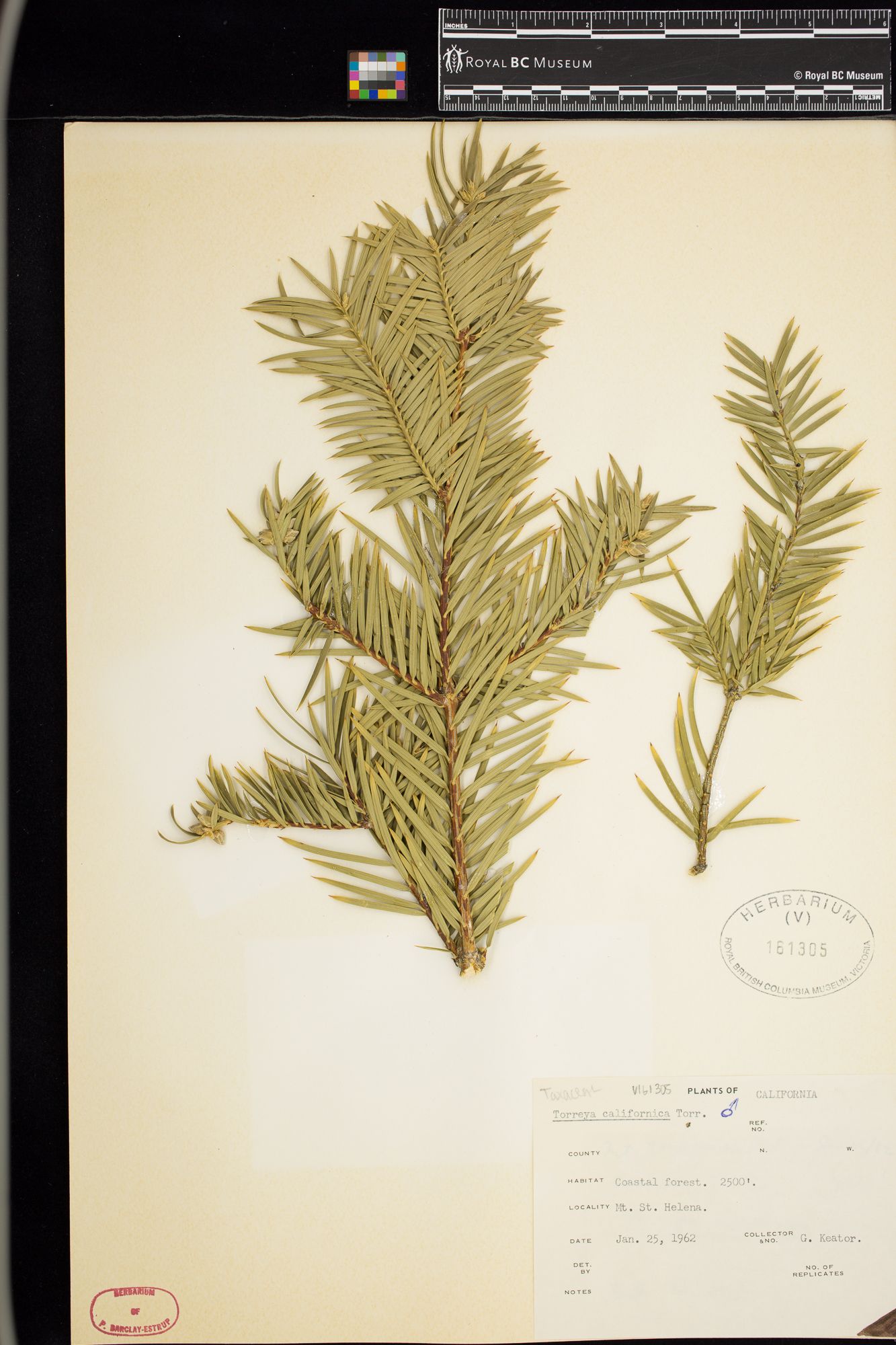 Image representing Torreya californica.
