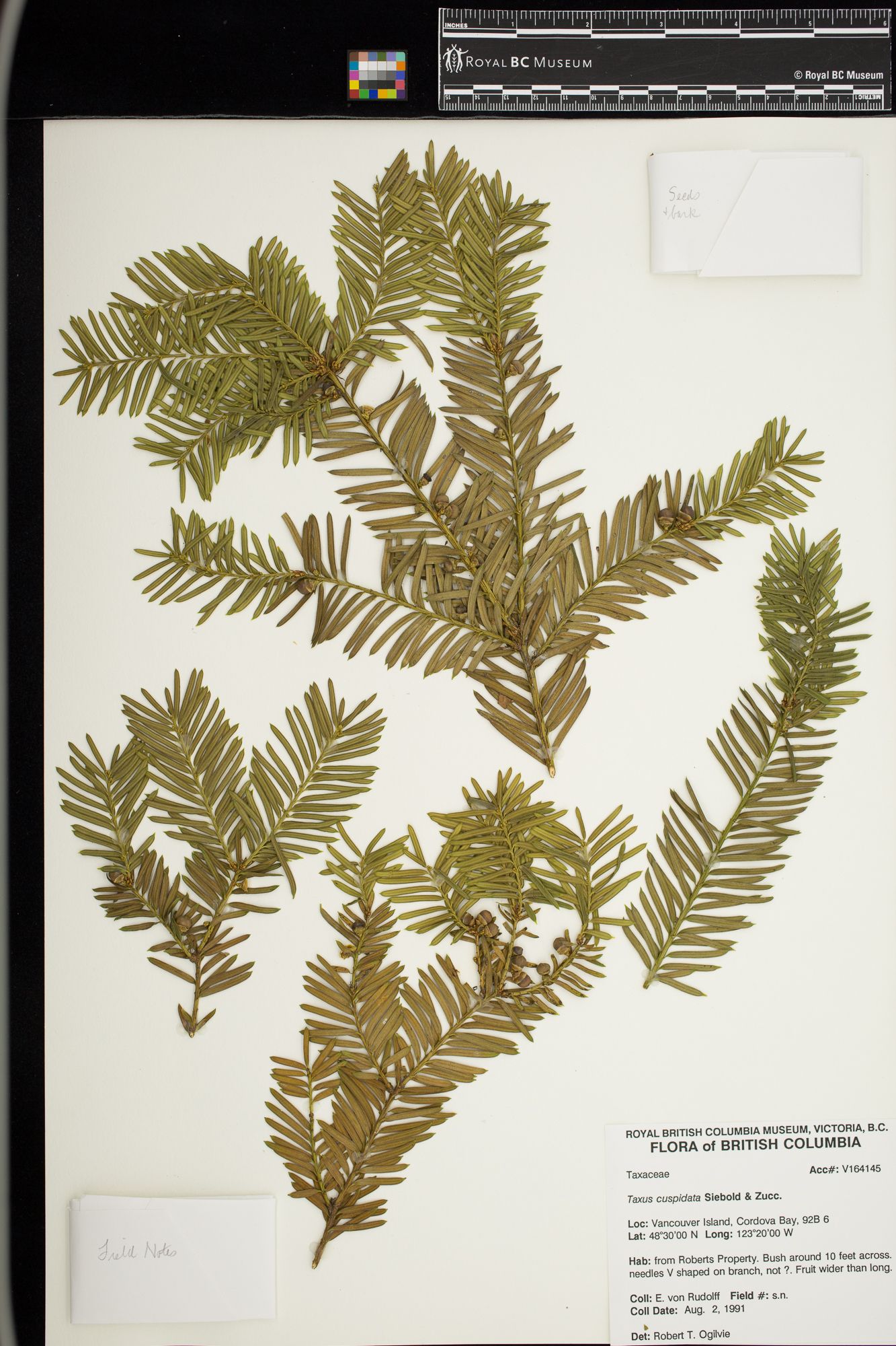 Image representing Taxus cuspidata.