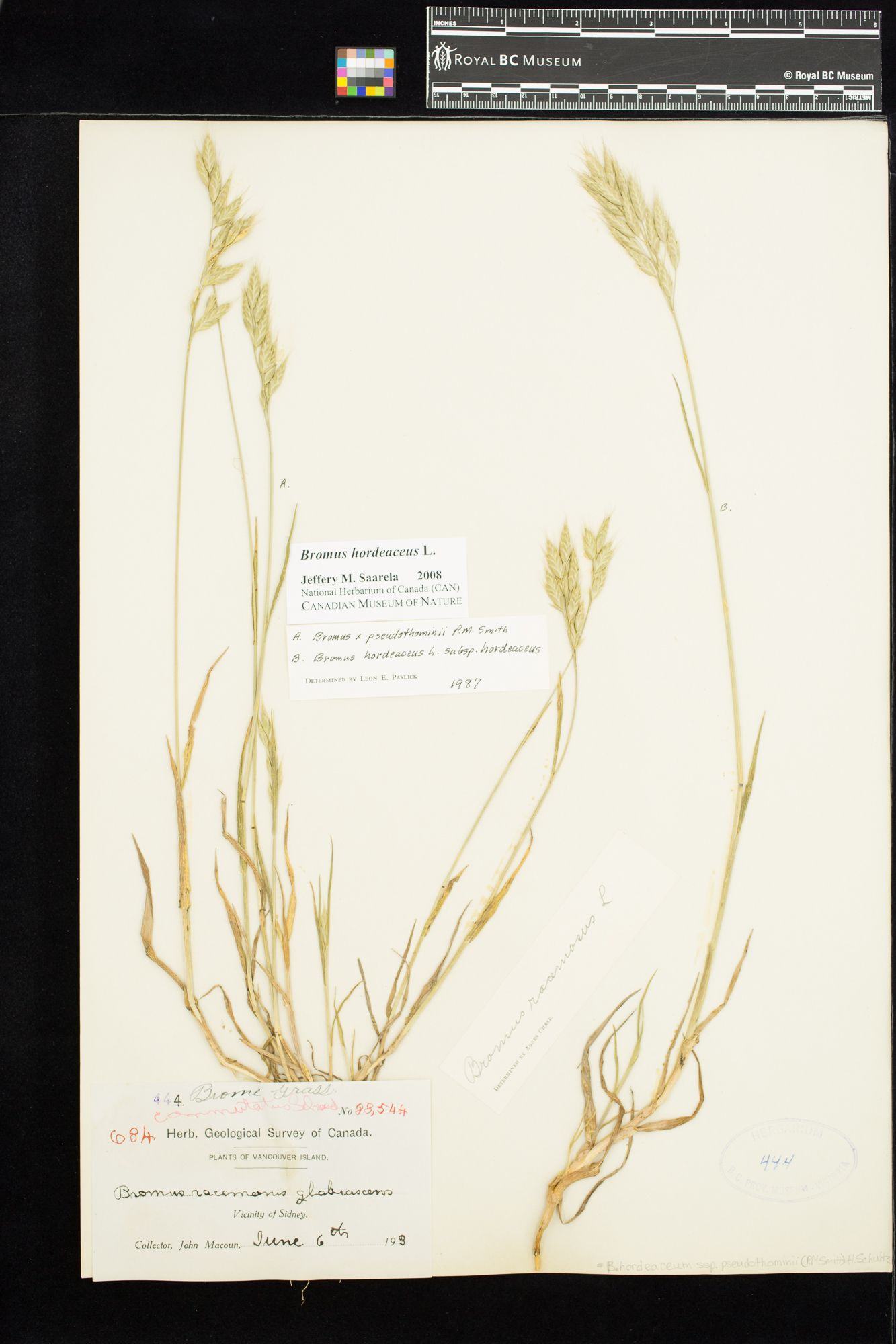 Image representing Bromus hordeaceus.