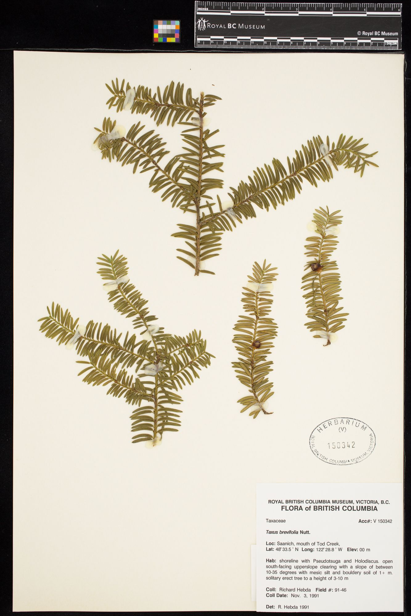 Image representing Taxus brevifolia.