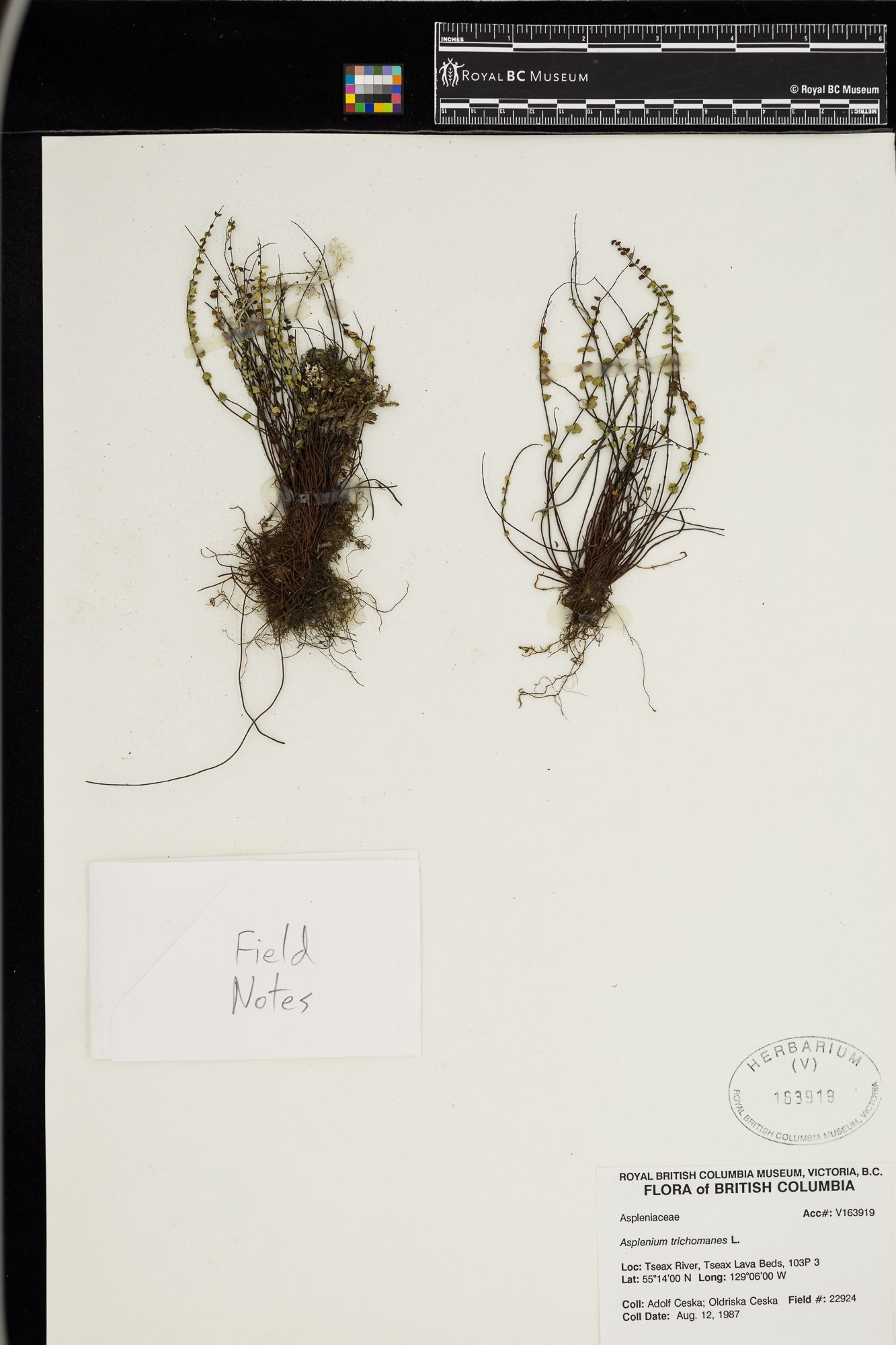 Image representing Asplenium trichomanes.