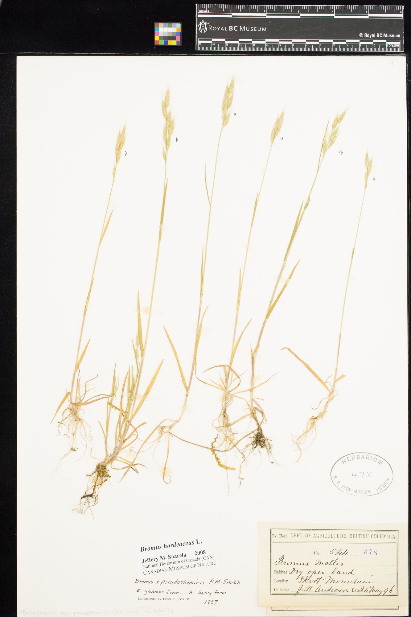 Image representing Bromus hordeaceus.