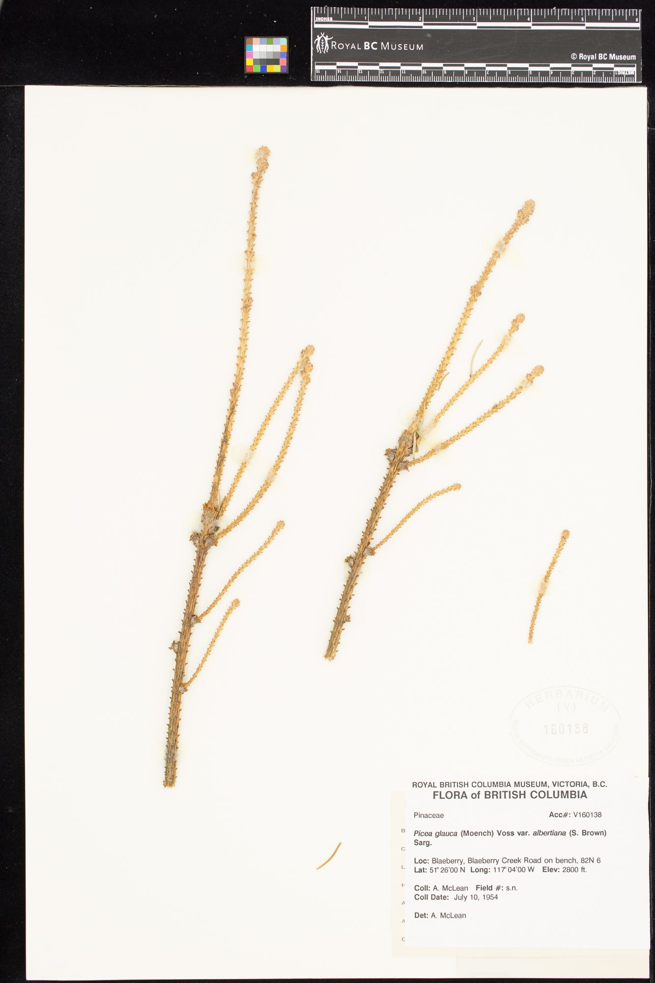 Image representing Picea glauca var. albertiana.