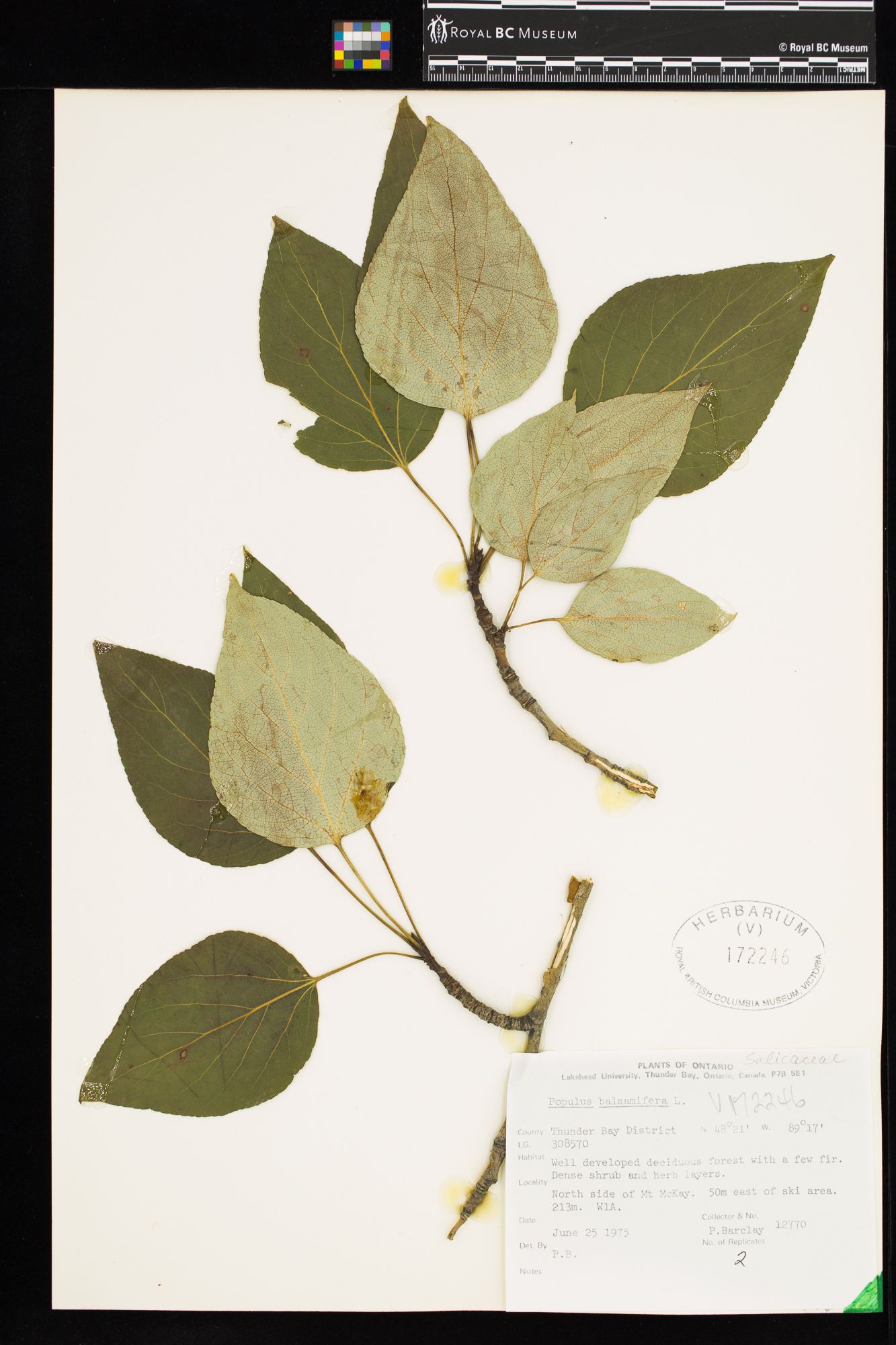 Image representing Populus balsamifera.