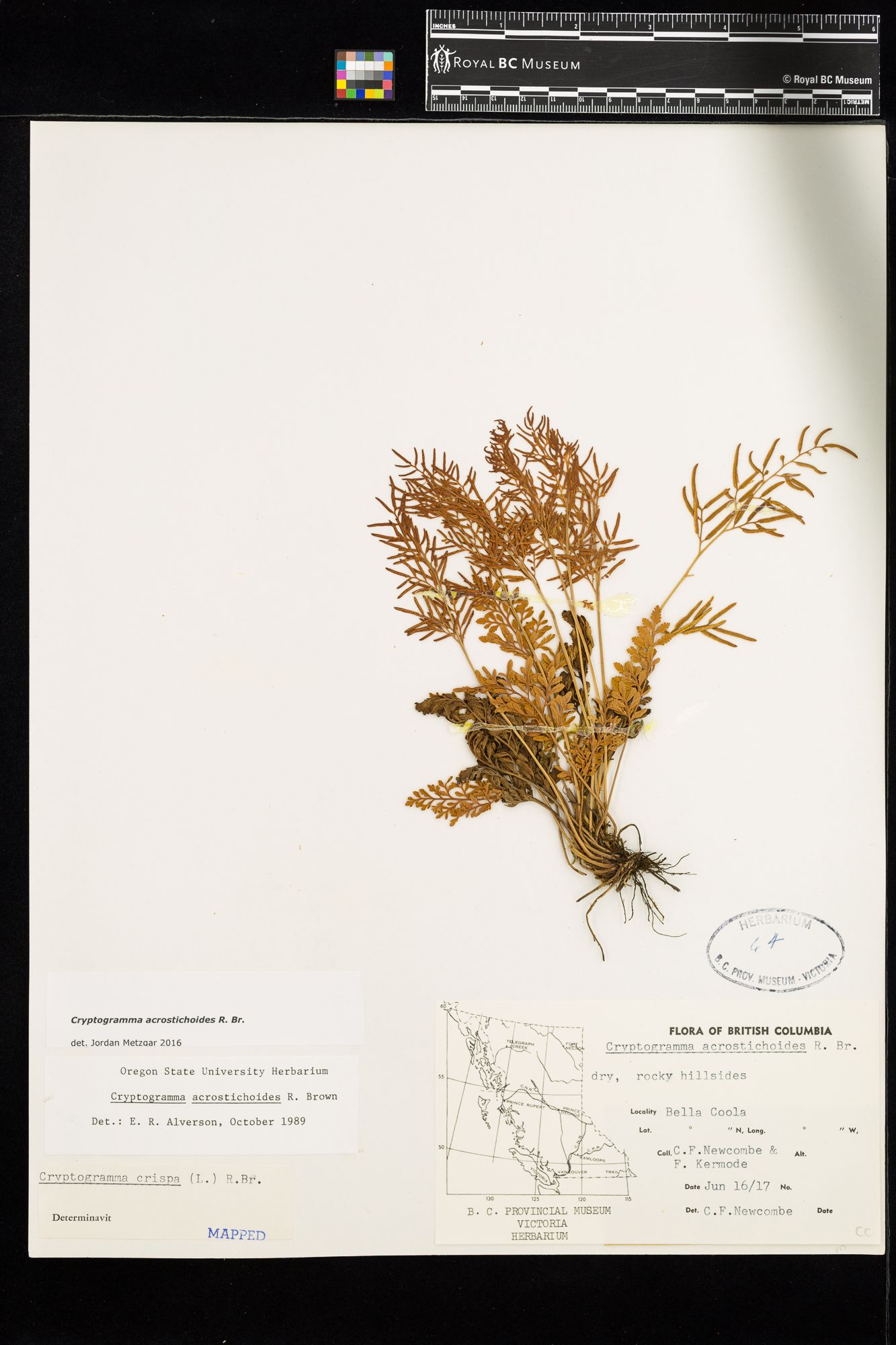 Image representing Cryptogramma acrostichoides.