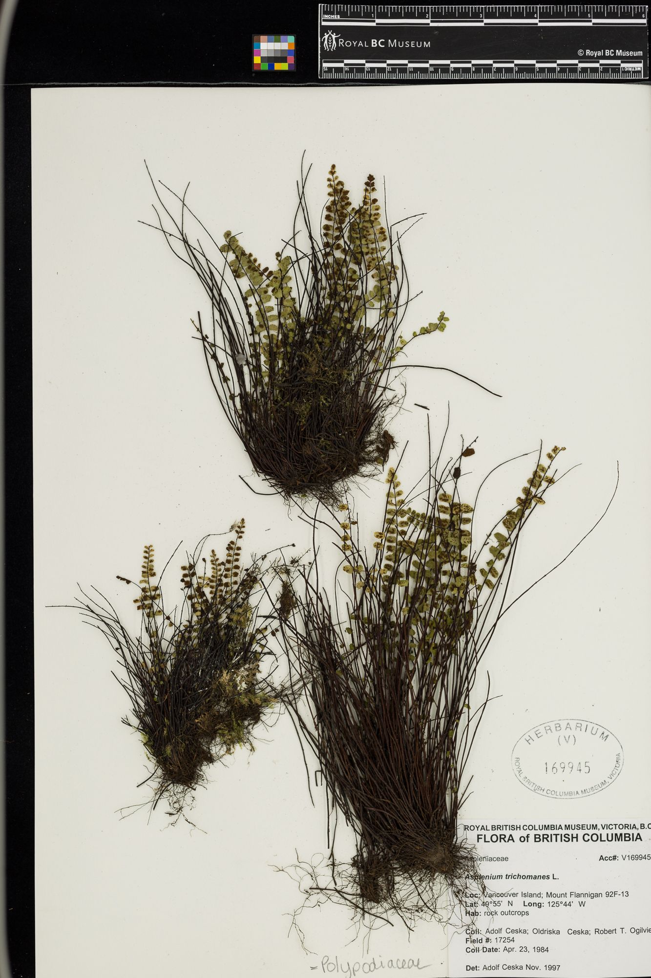 Image representing Asplenium trichomanes.