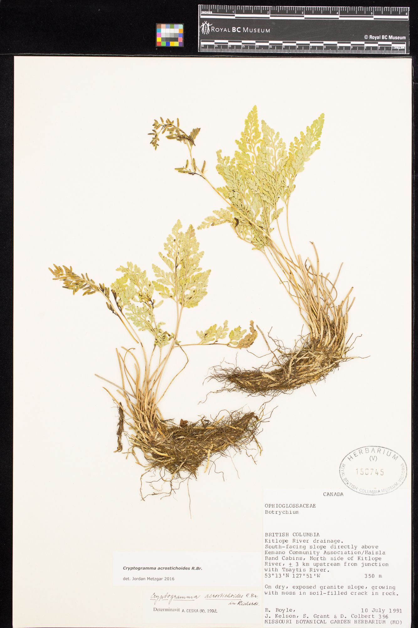 Image representing Cryptogramma acrostichoides.